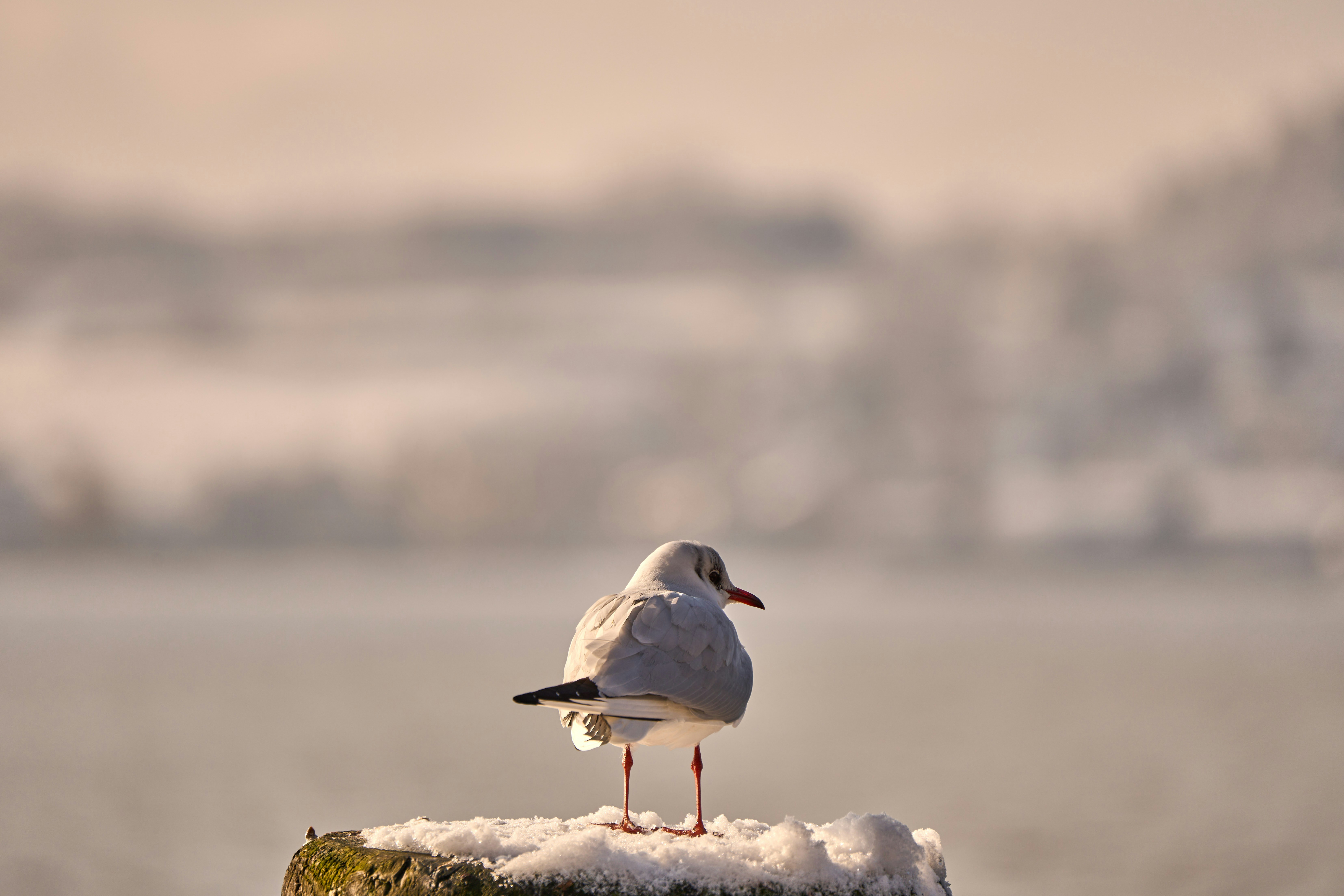 Photo by wolfgang_hasselmann