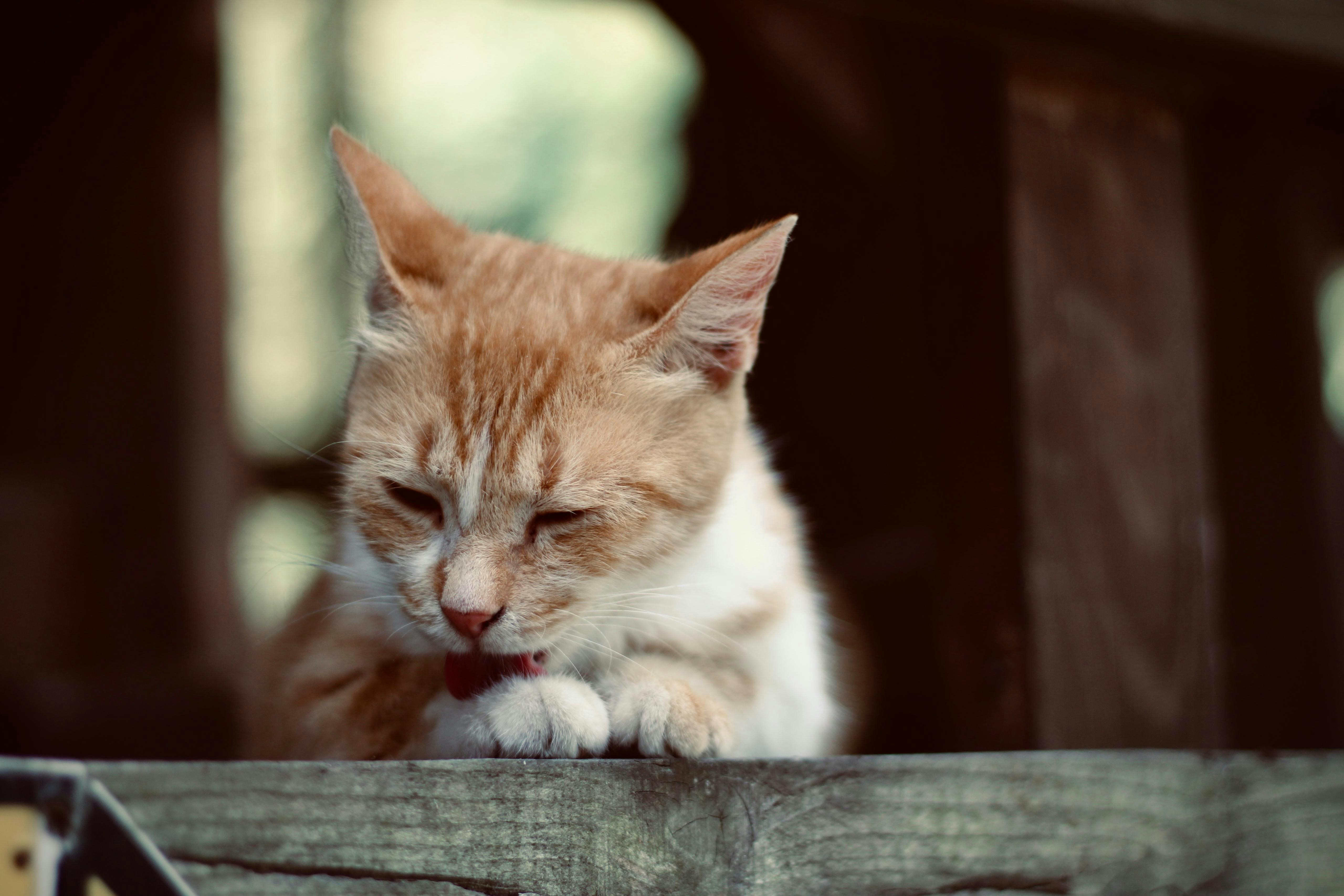 Photo by sayednasser21