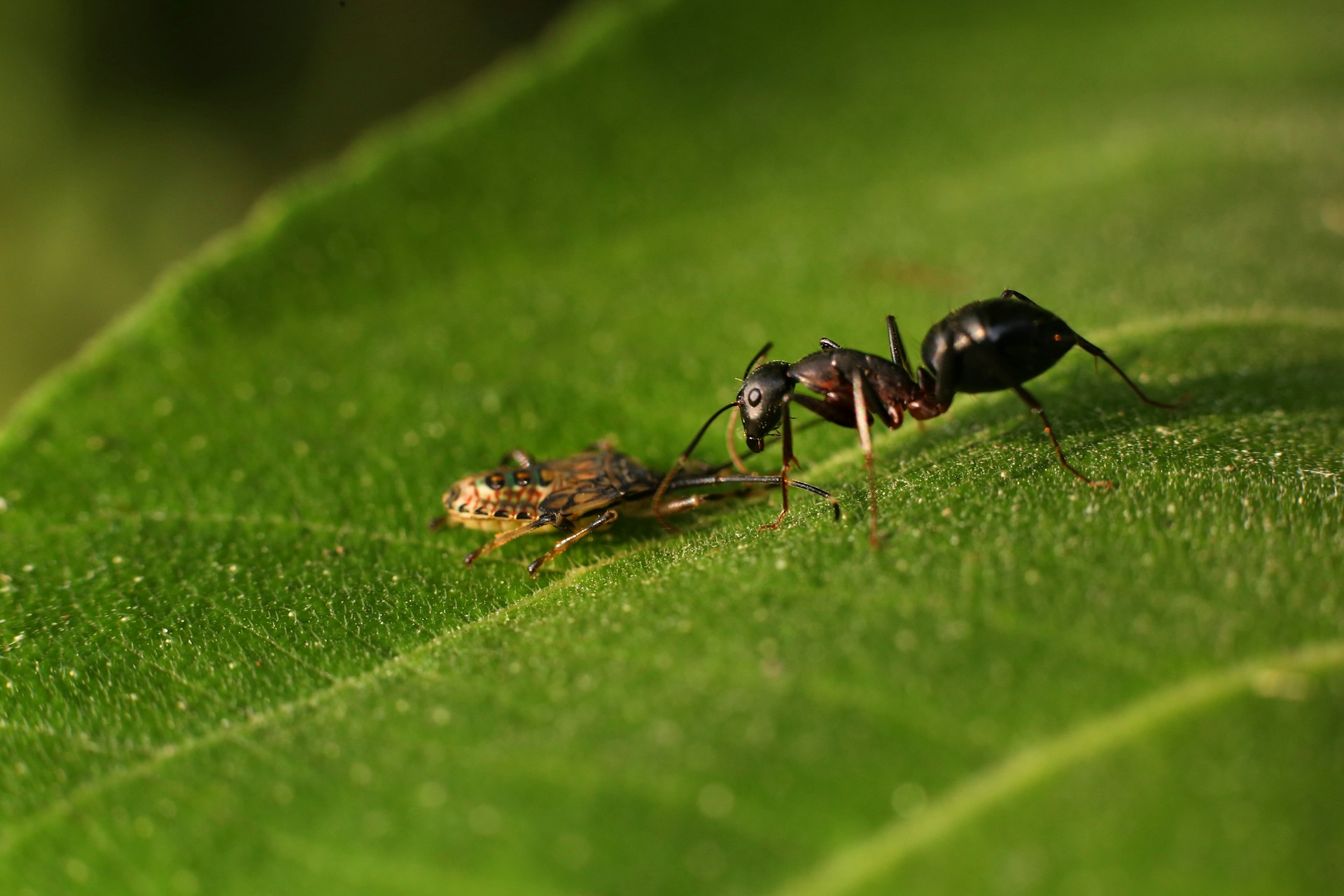 A close up of two bugs on a green leaf