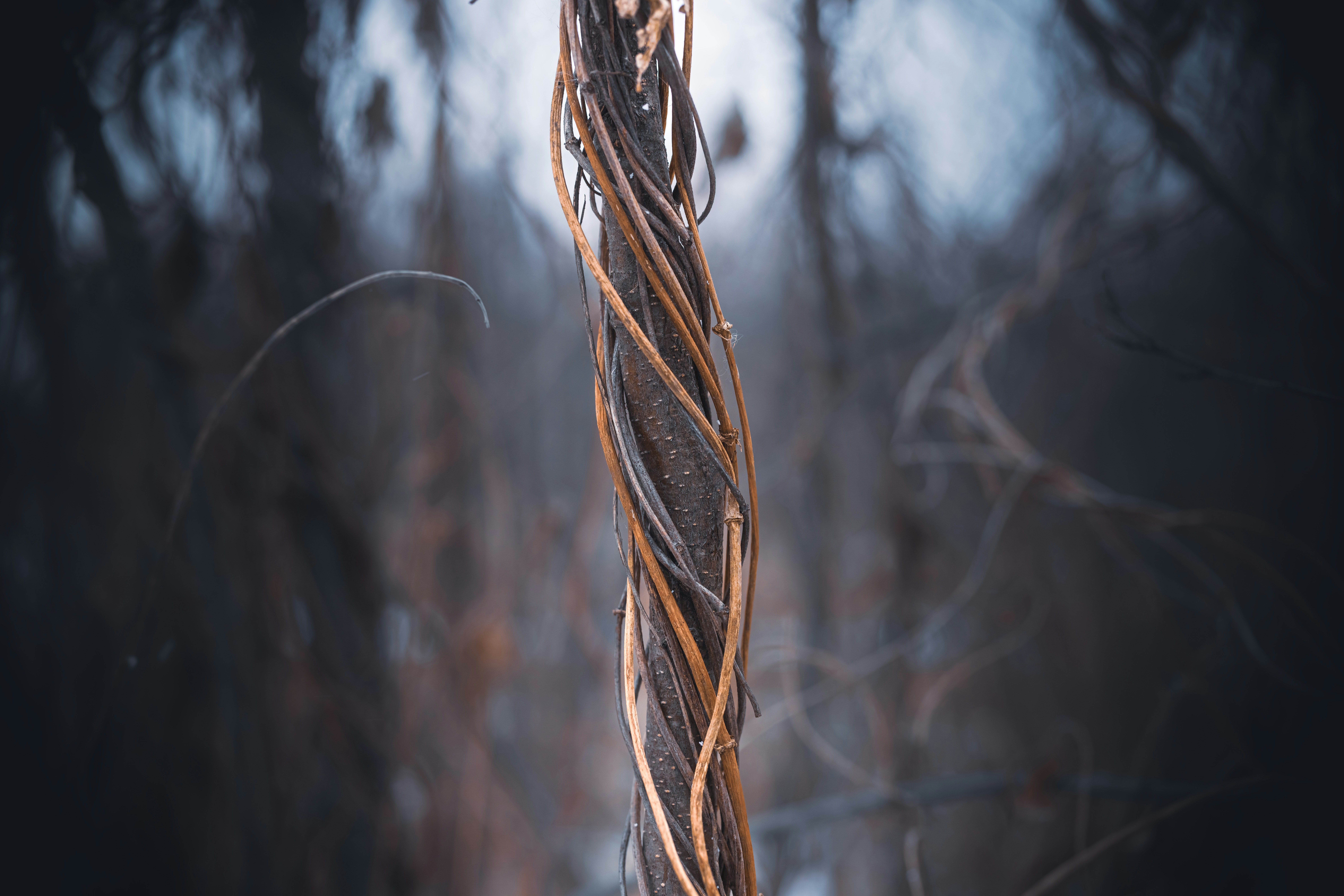 photo taken with Sony Alpha ILCE-7RM4, lens Sigma 56
