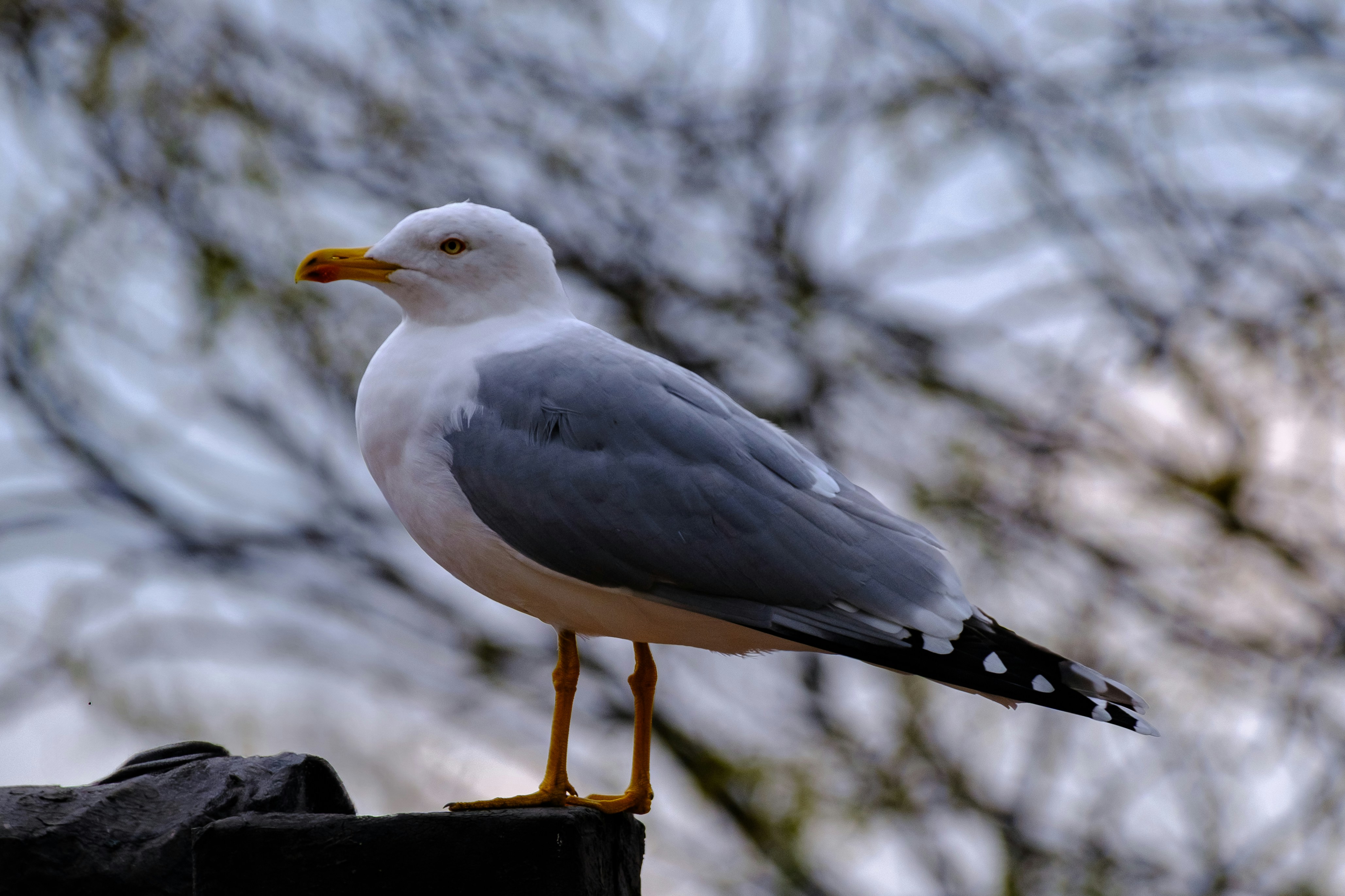 Photo by irfansimsar