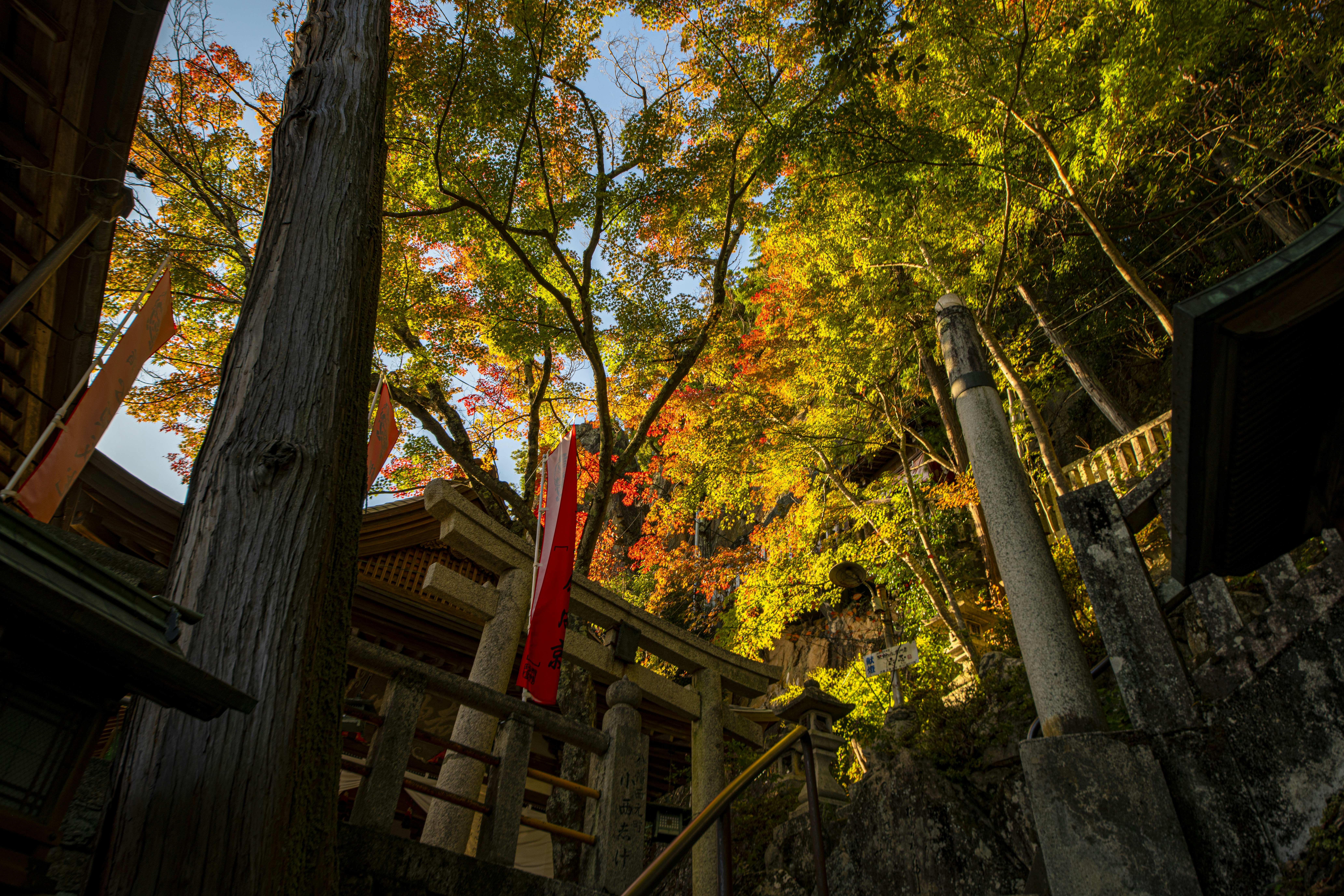 A view looking up at a tree in a forest