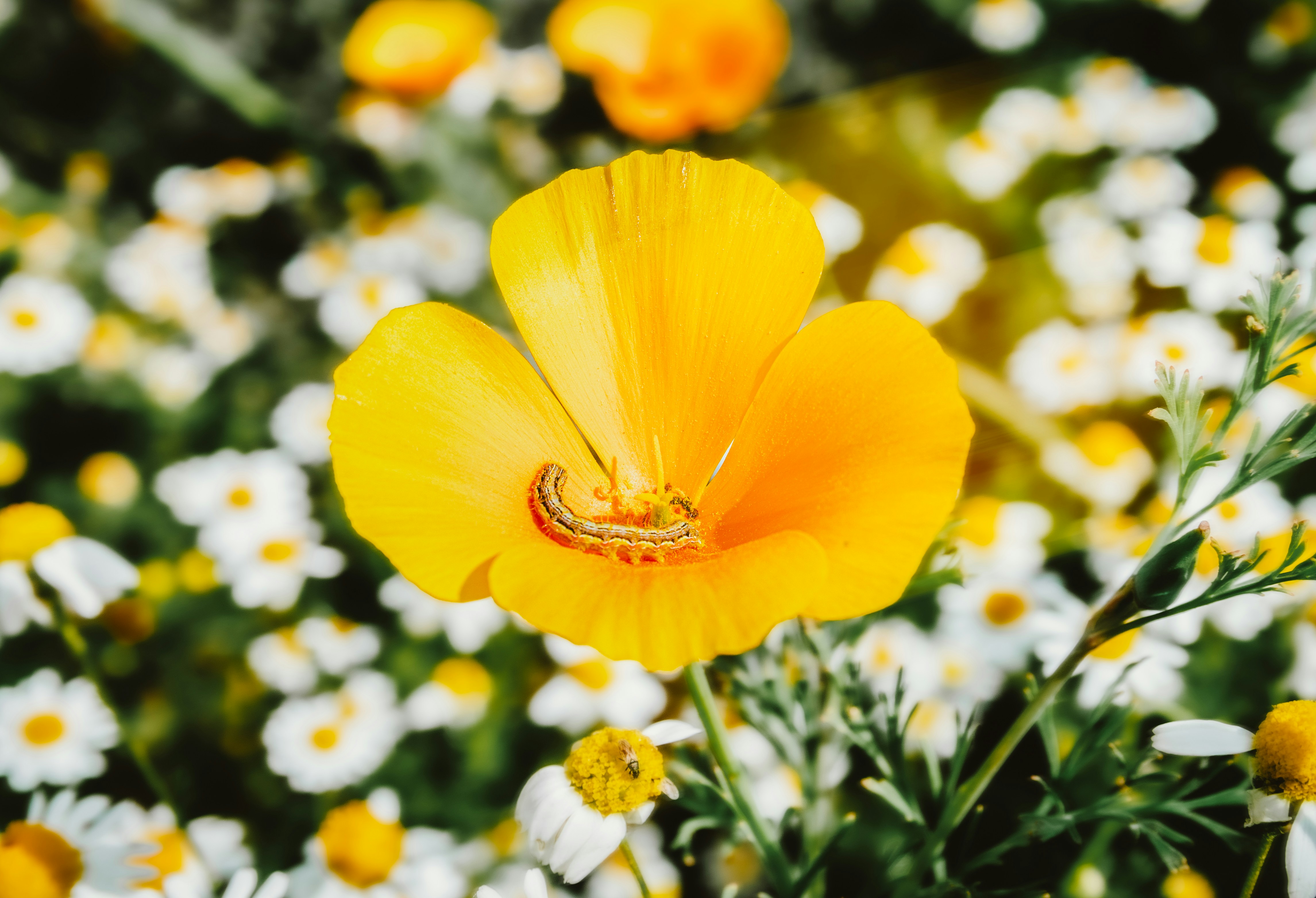 A yellow flower in a field of white and yellow flowers