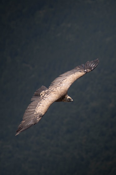 A large bird flying through the air