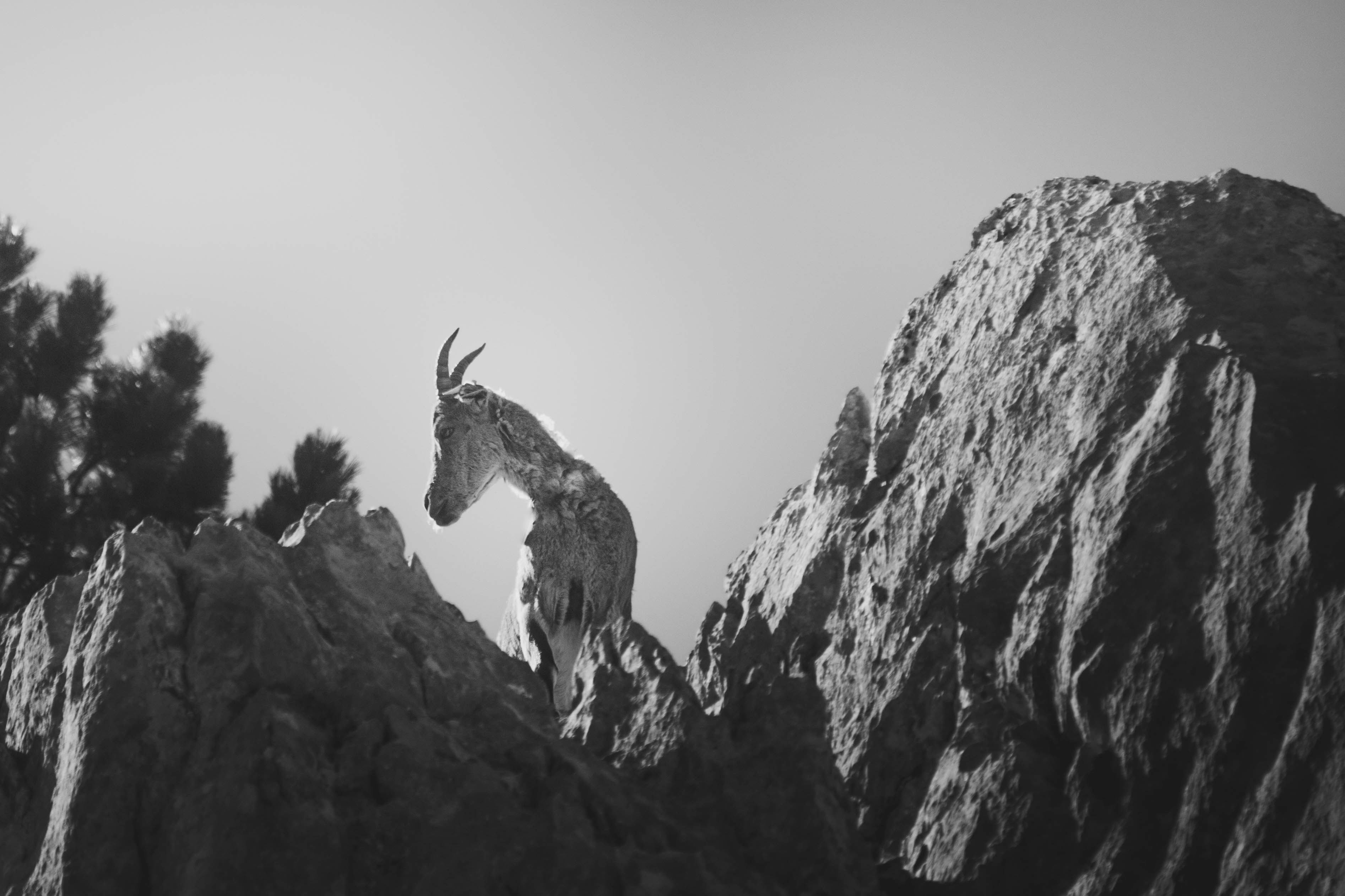 A goat standing on top of a large rock