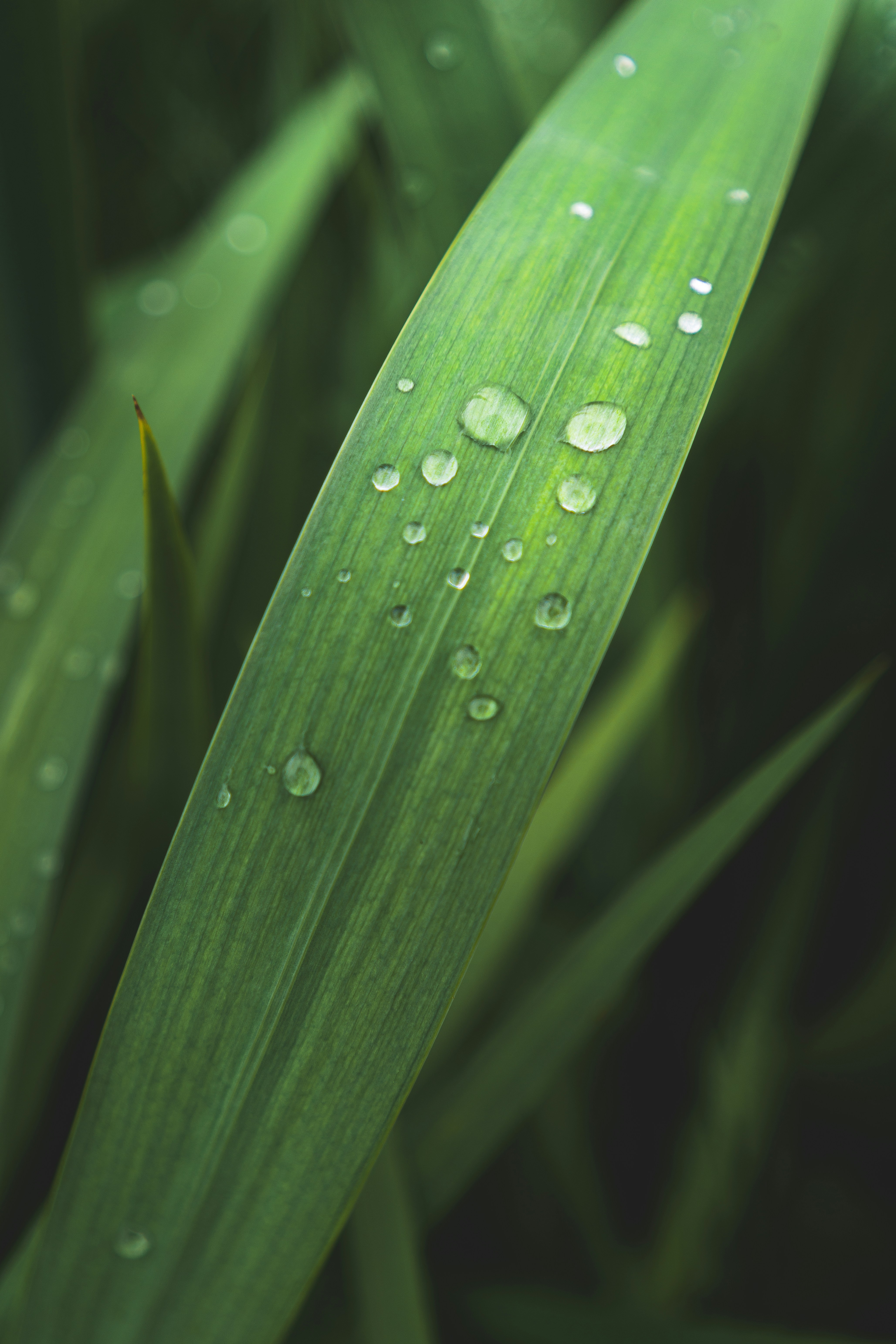 A green leaf with water droplets on it