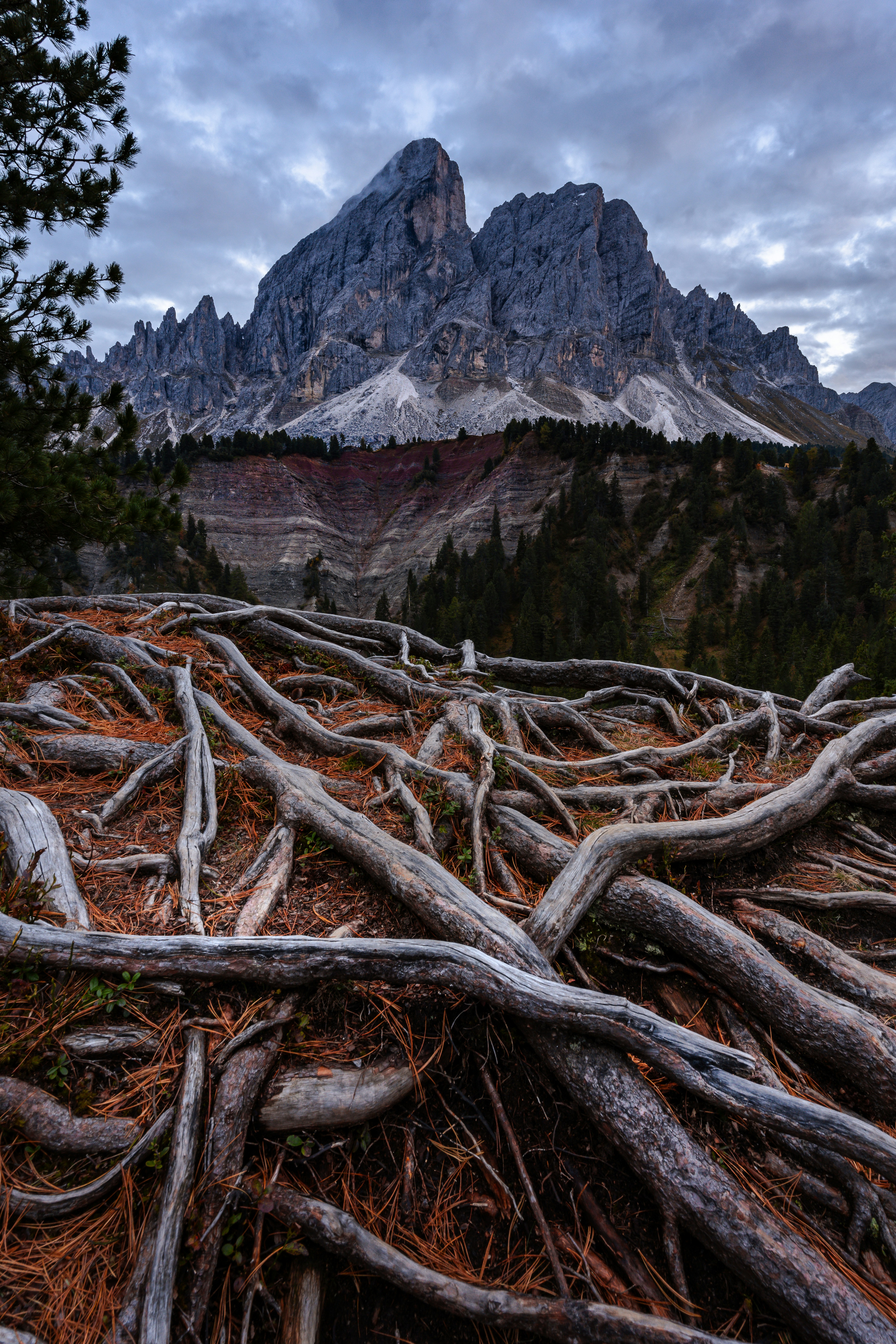 A large group of tree roots in front of a mountain photo – Free ...