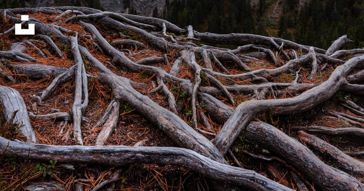 A large group of tree roots in front of a mountain photo – Free ...