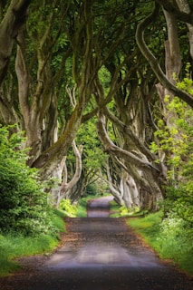 An image of a road that is lined with trees