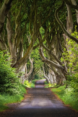 An image of a road that is lined with trees