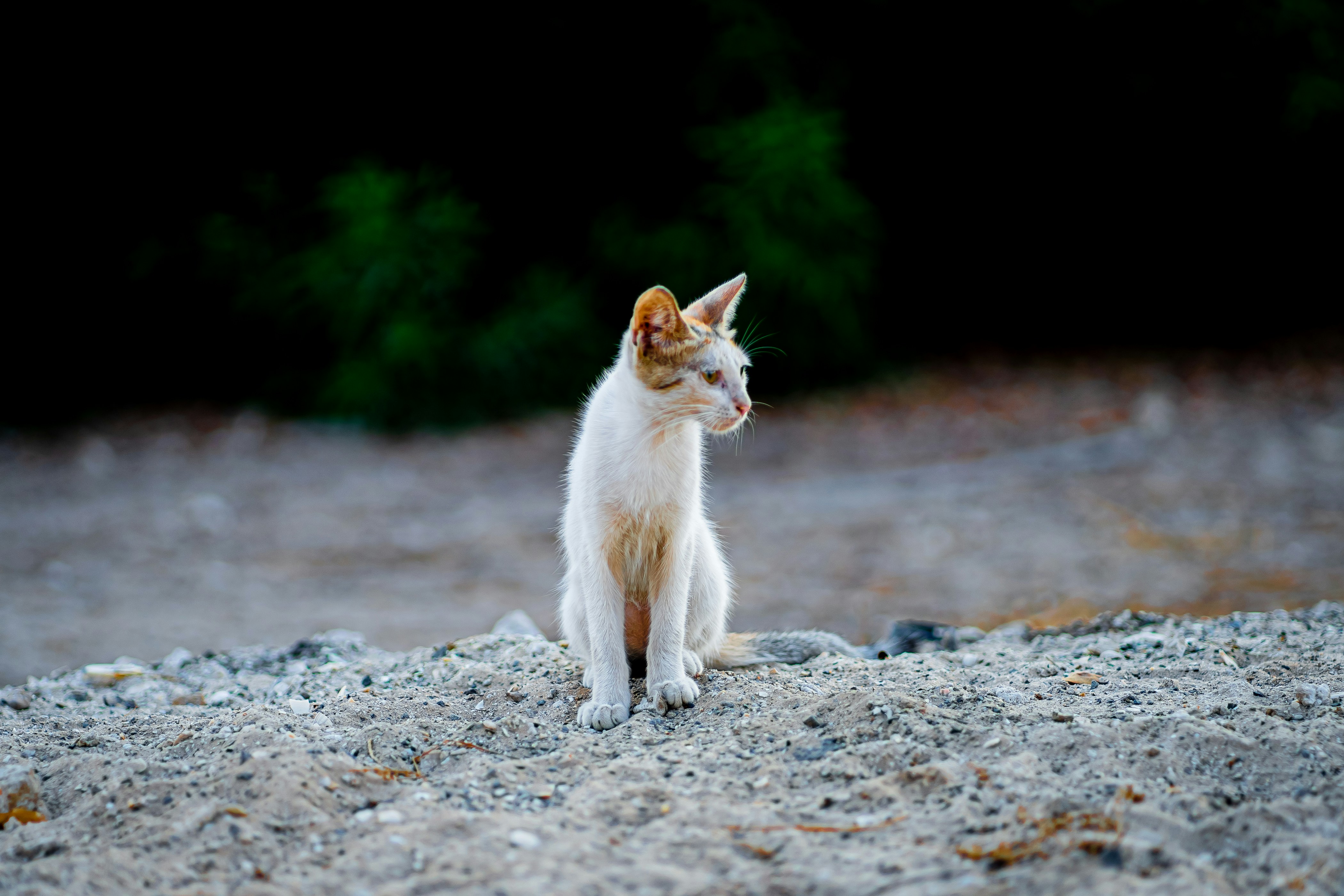 Common Signs Your Cat Prefers Solitude (image credits: unsplash)