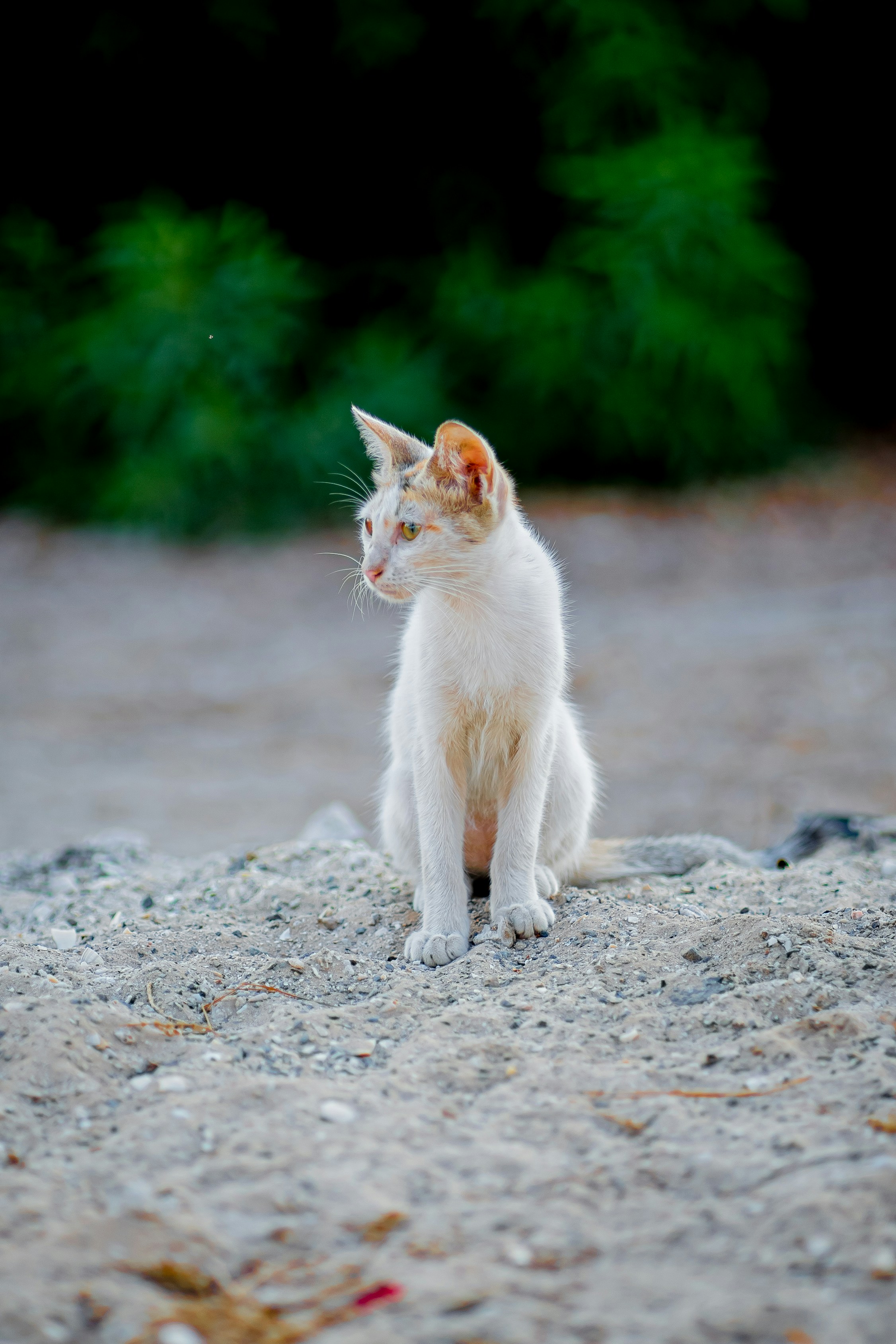 Signs Your Cat Misses You (image credits: unsplash)