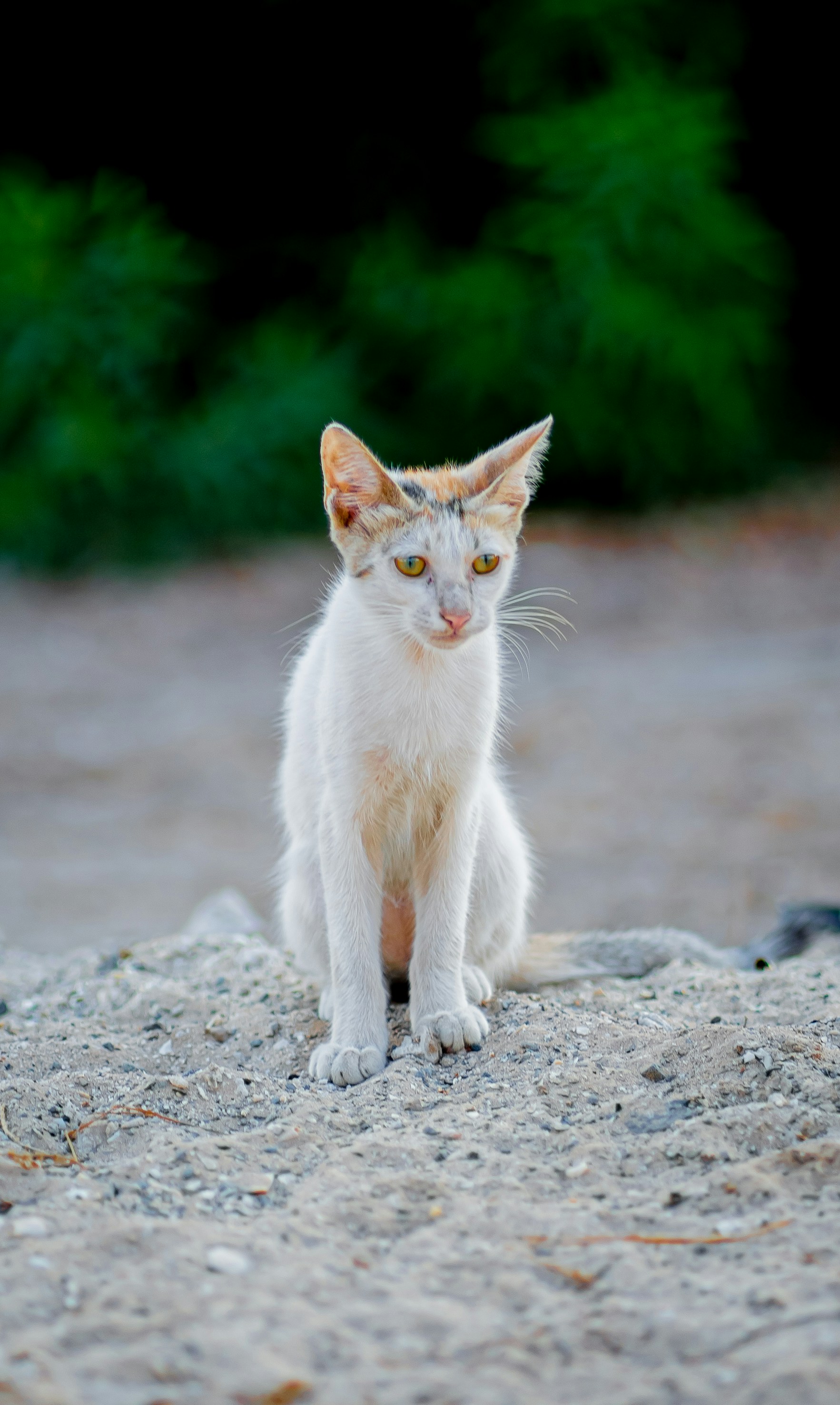 A white cat sitting on top of a gravel road