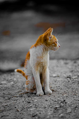 A small orange and white cat sitting on the ground