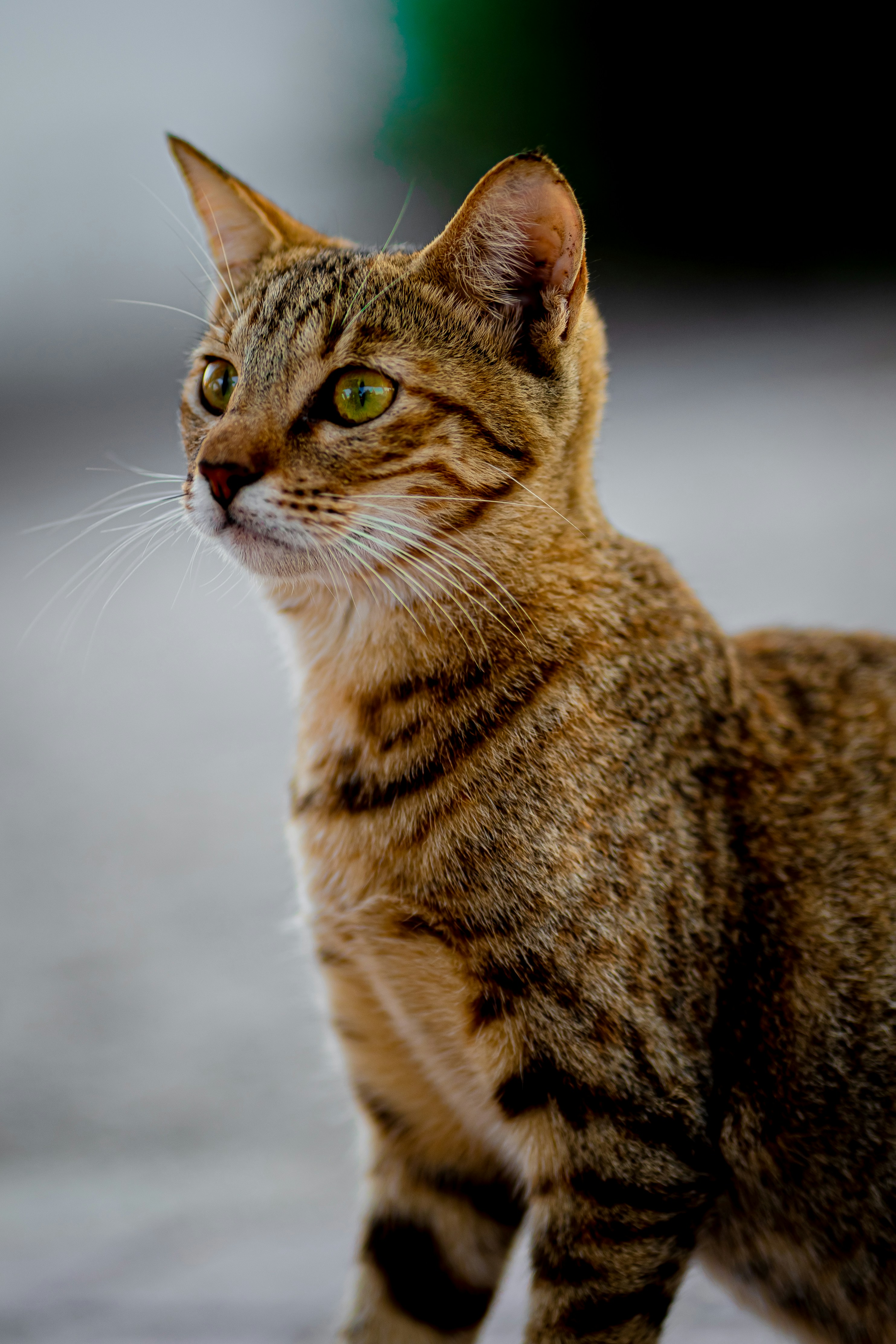 Emotional Self-Sufficiency (image credits: unsplash)