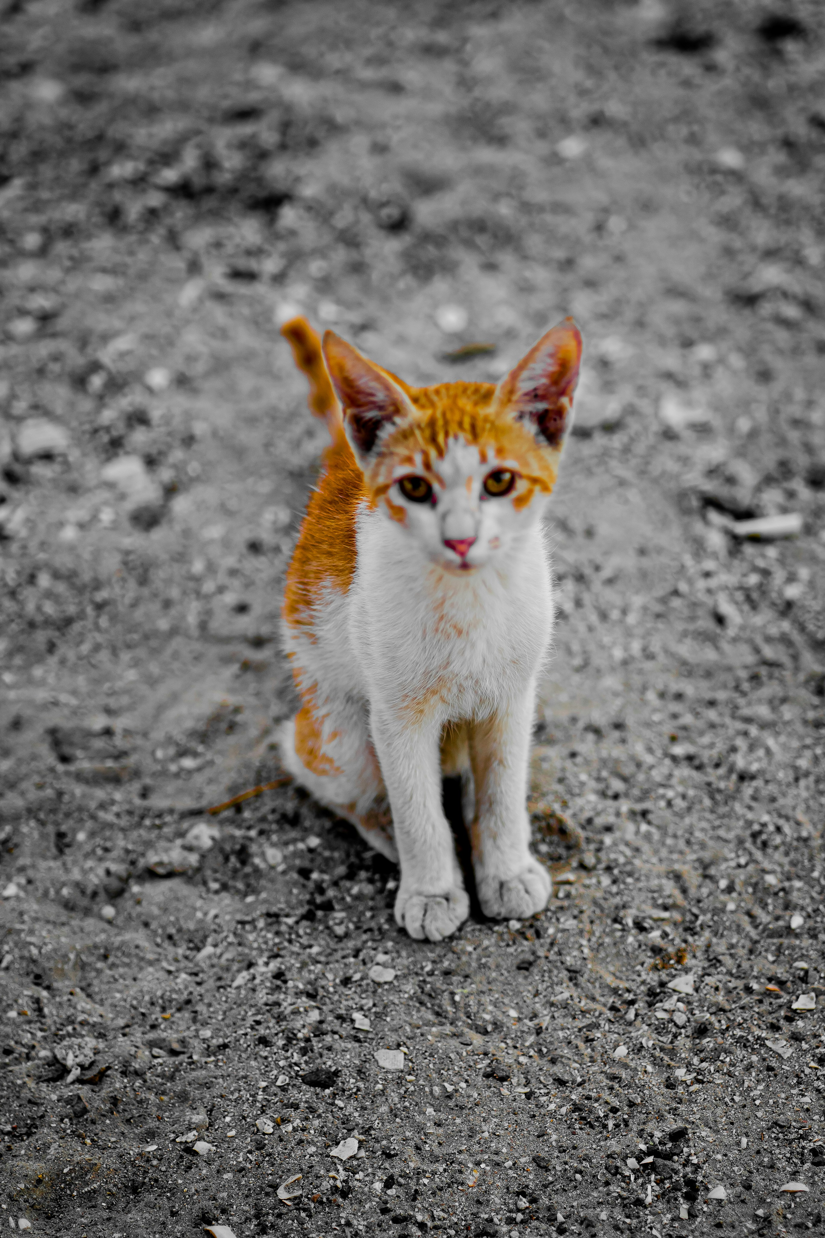 A small orange and white cat sitting on top of a dirt field