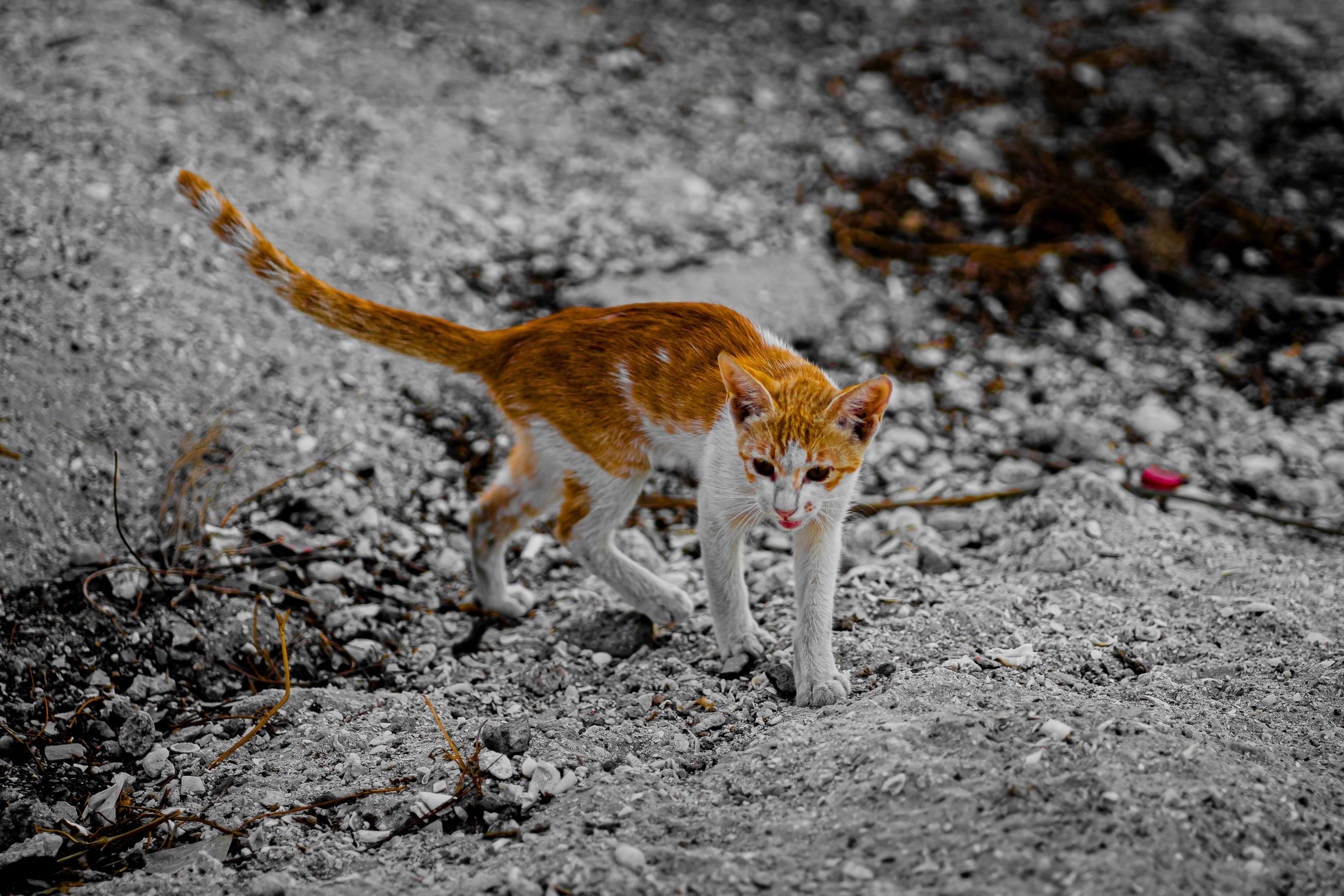 An orange and white cat standing on a rocky ground