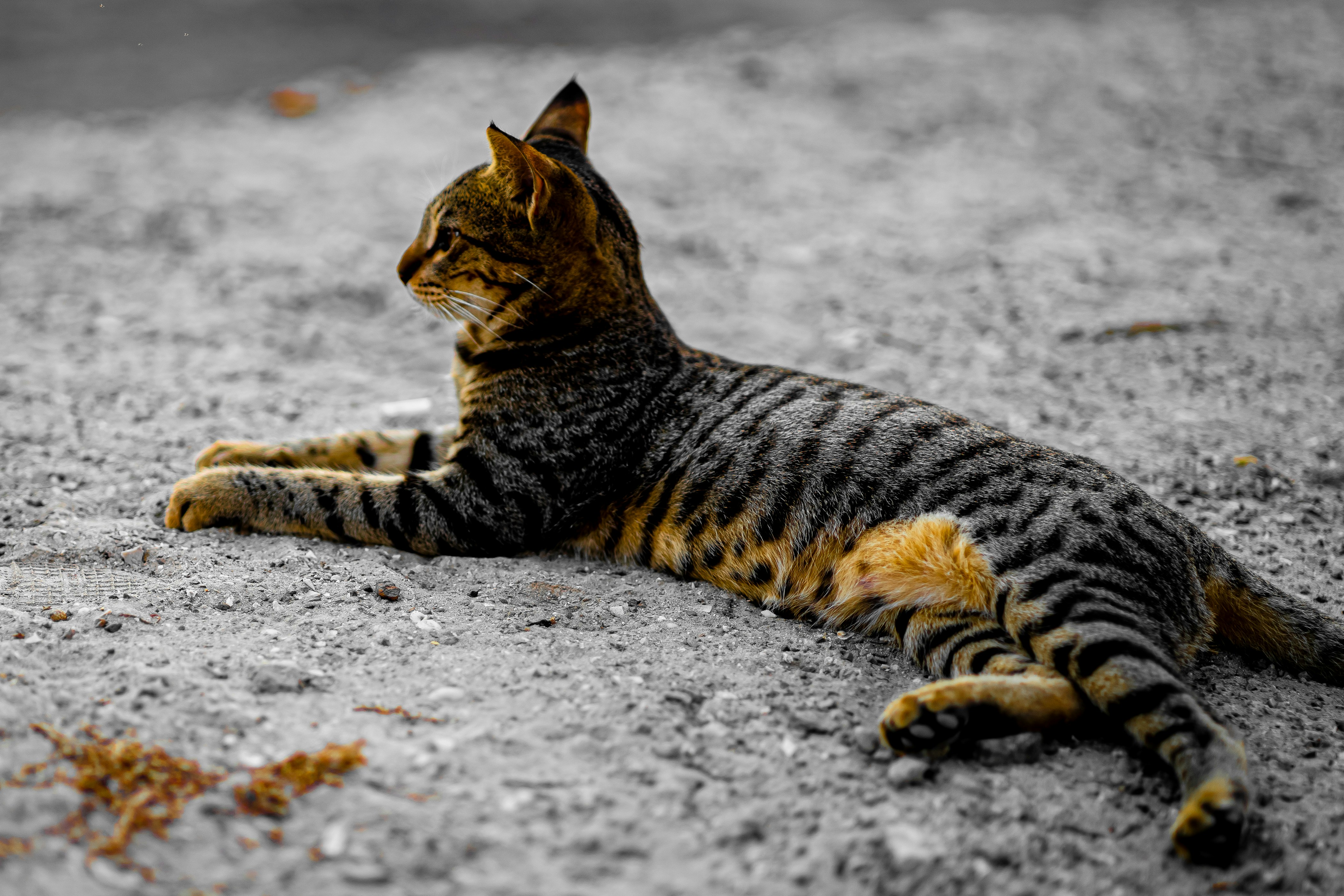 Alerting to Danger or Unusual Situations (image credits: unsplash)