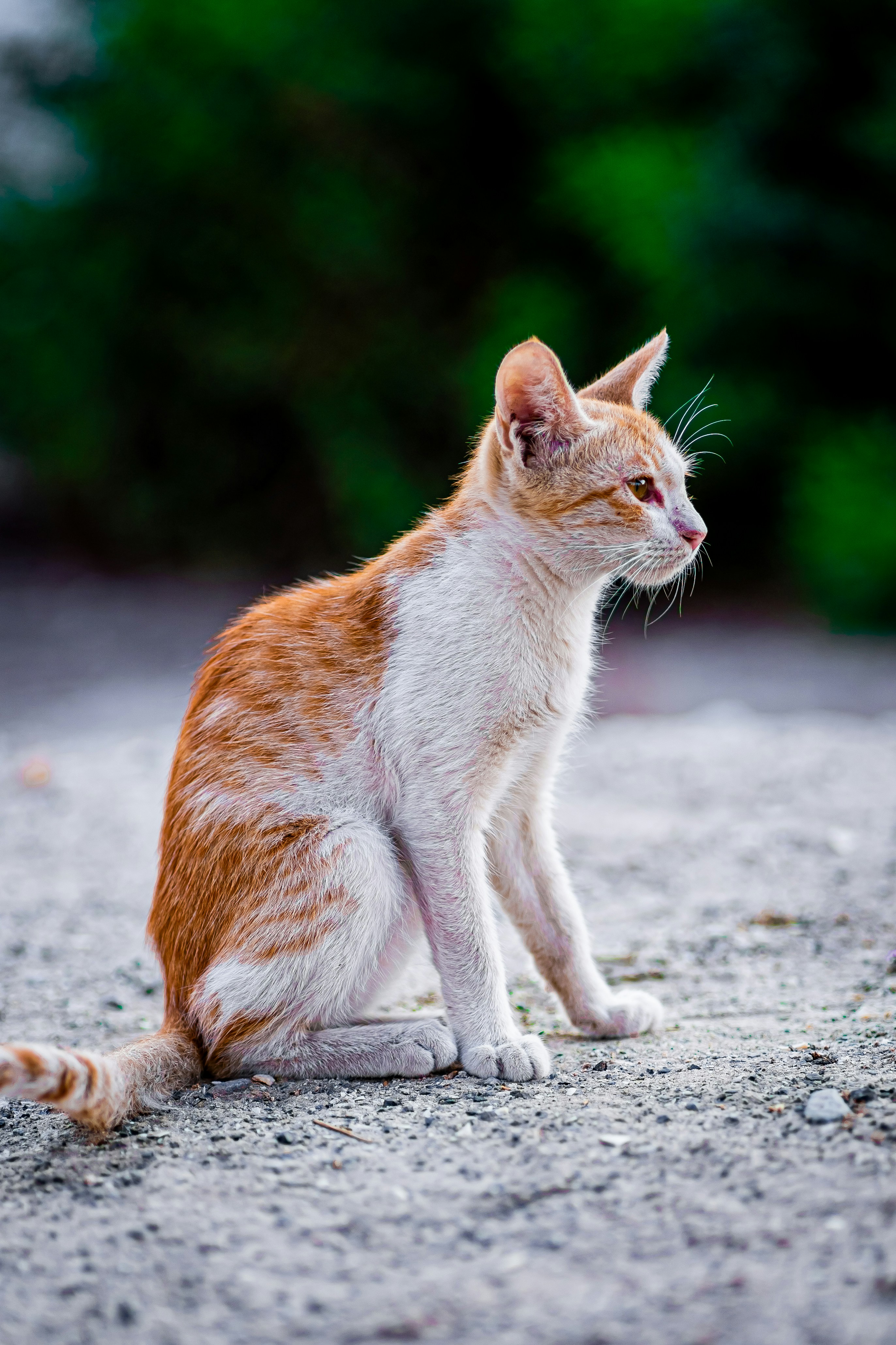 The Mysterious Nature of Cats (image credits: unsplash)