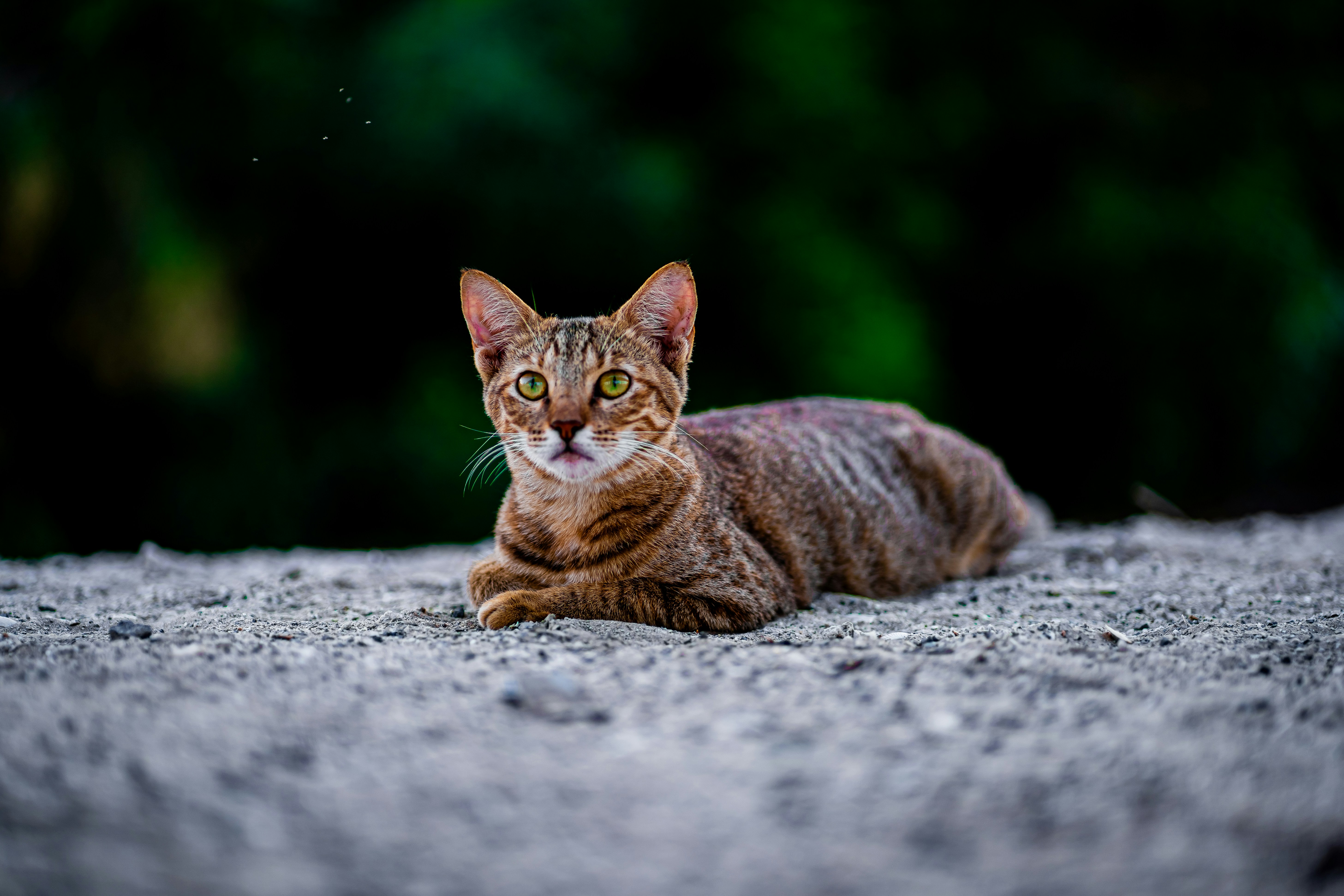 The House Is Too Noisy or Chaotic (image credits: unsplash)