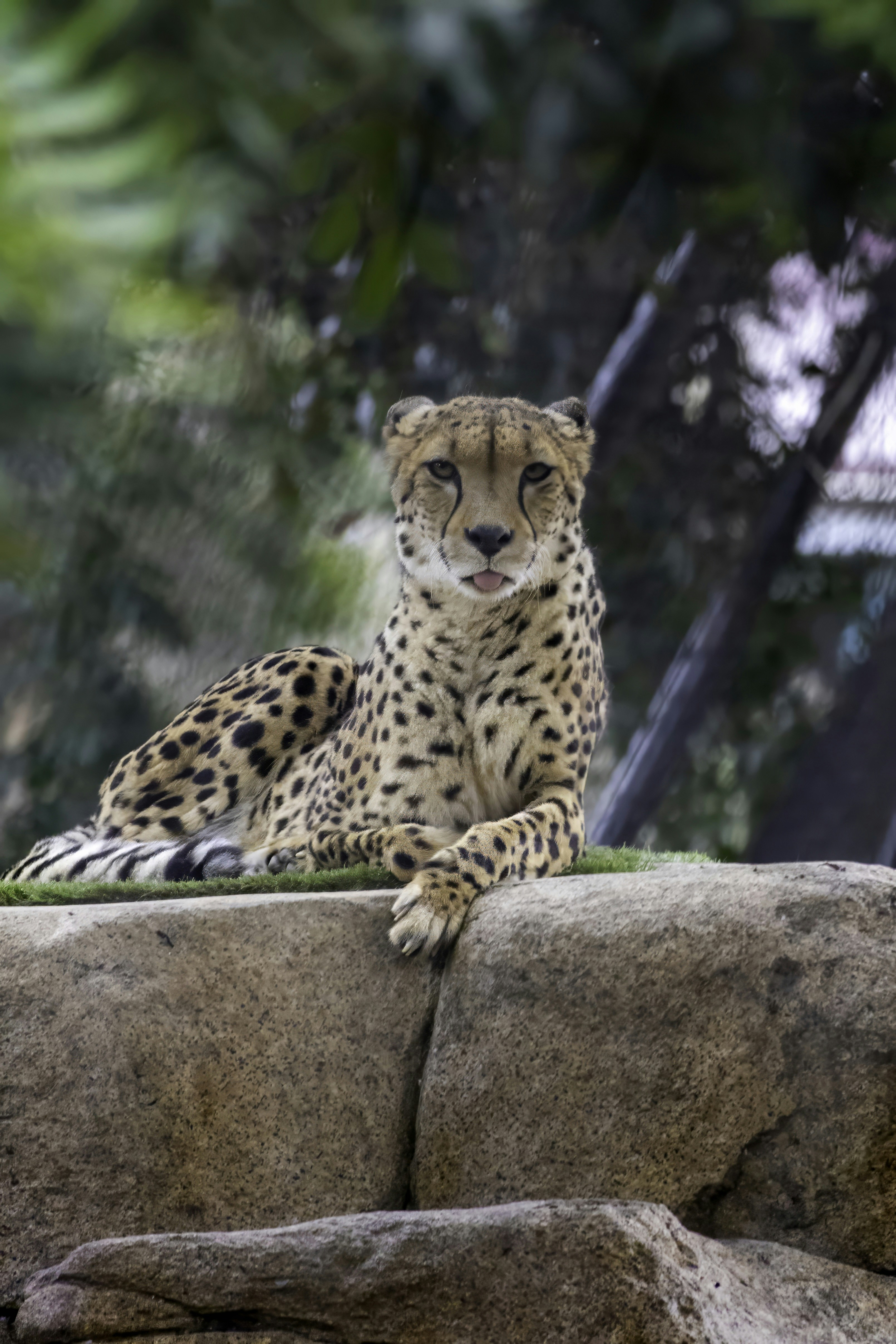 Conservation: A Race Against Time (image credits: unsplash)