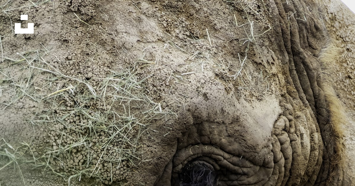 A Close Up Of An Elephant With Grass On Its Trunk Photo Free Texture a-close-up-of-an-elephant-with-grass-on-its-trunk-photo-free-texture