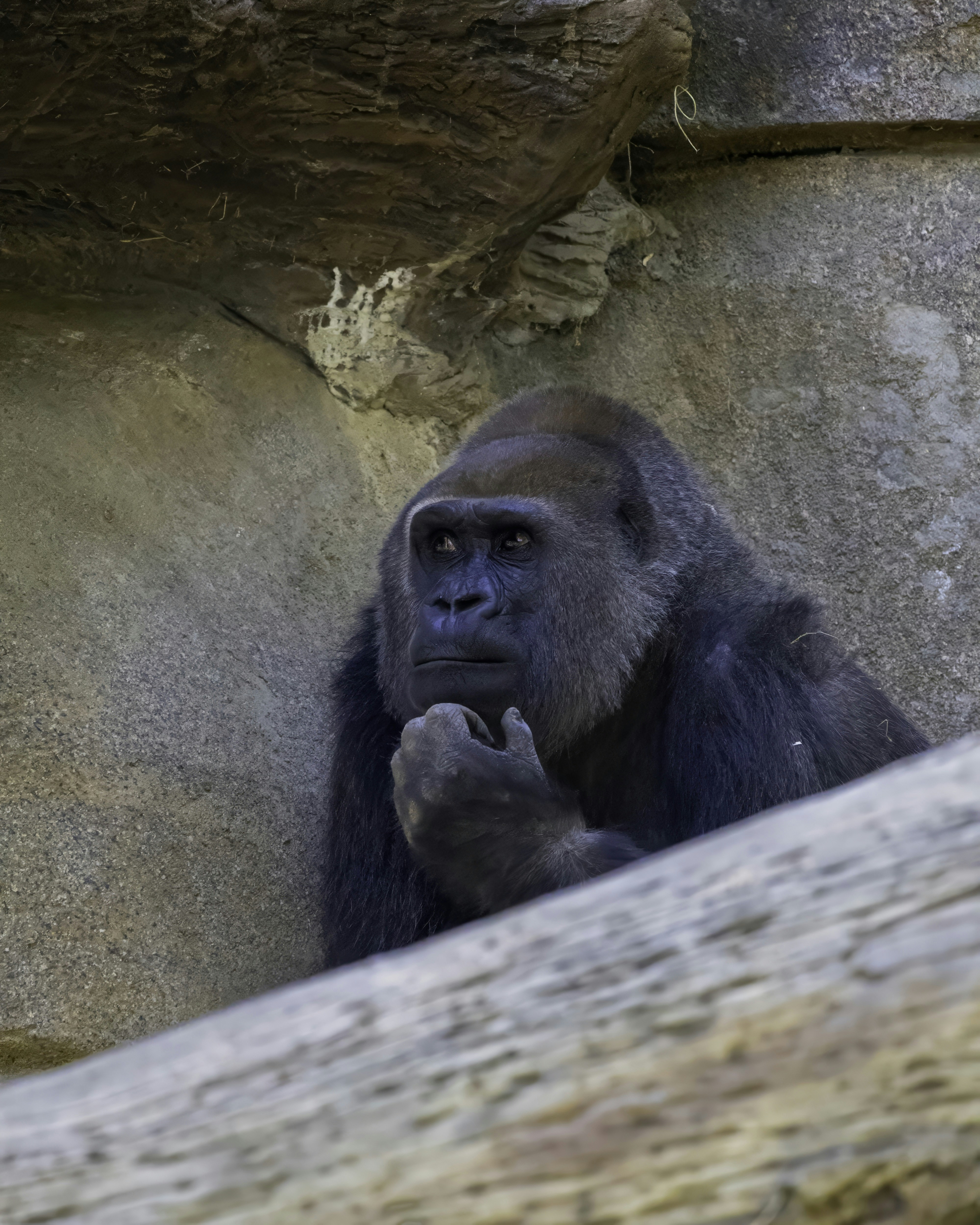 A gorilla sitting on top of a rock next to a tree