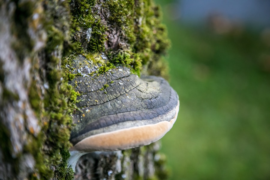 Epidermophyton floccosum: Simptomi, prenos i efikasno liječenje atletskog stopala i dermatomikoza
