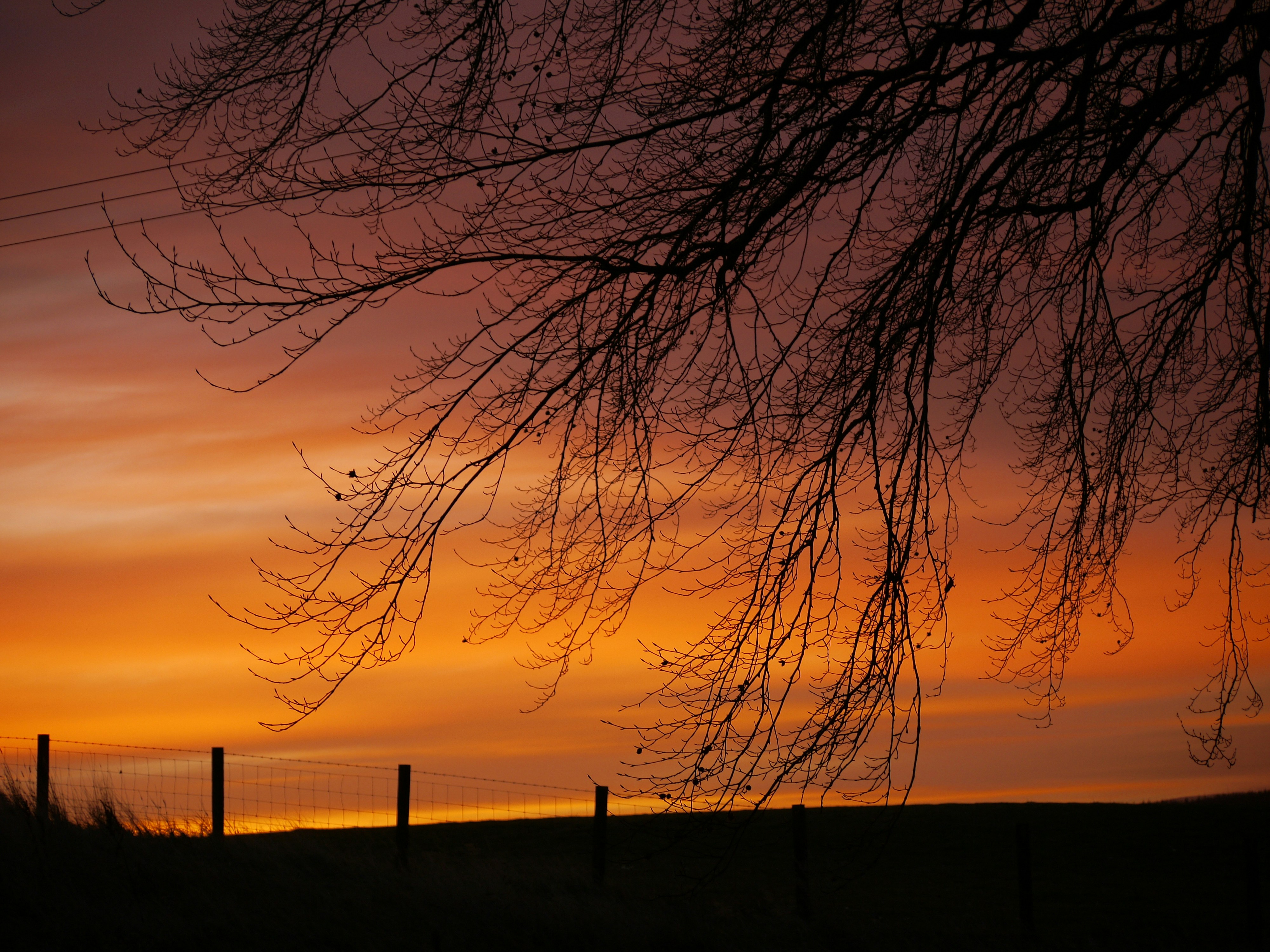 A silhouette of a tree and a fence at sunset