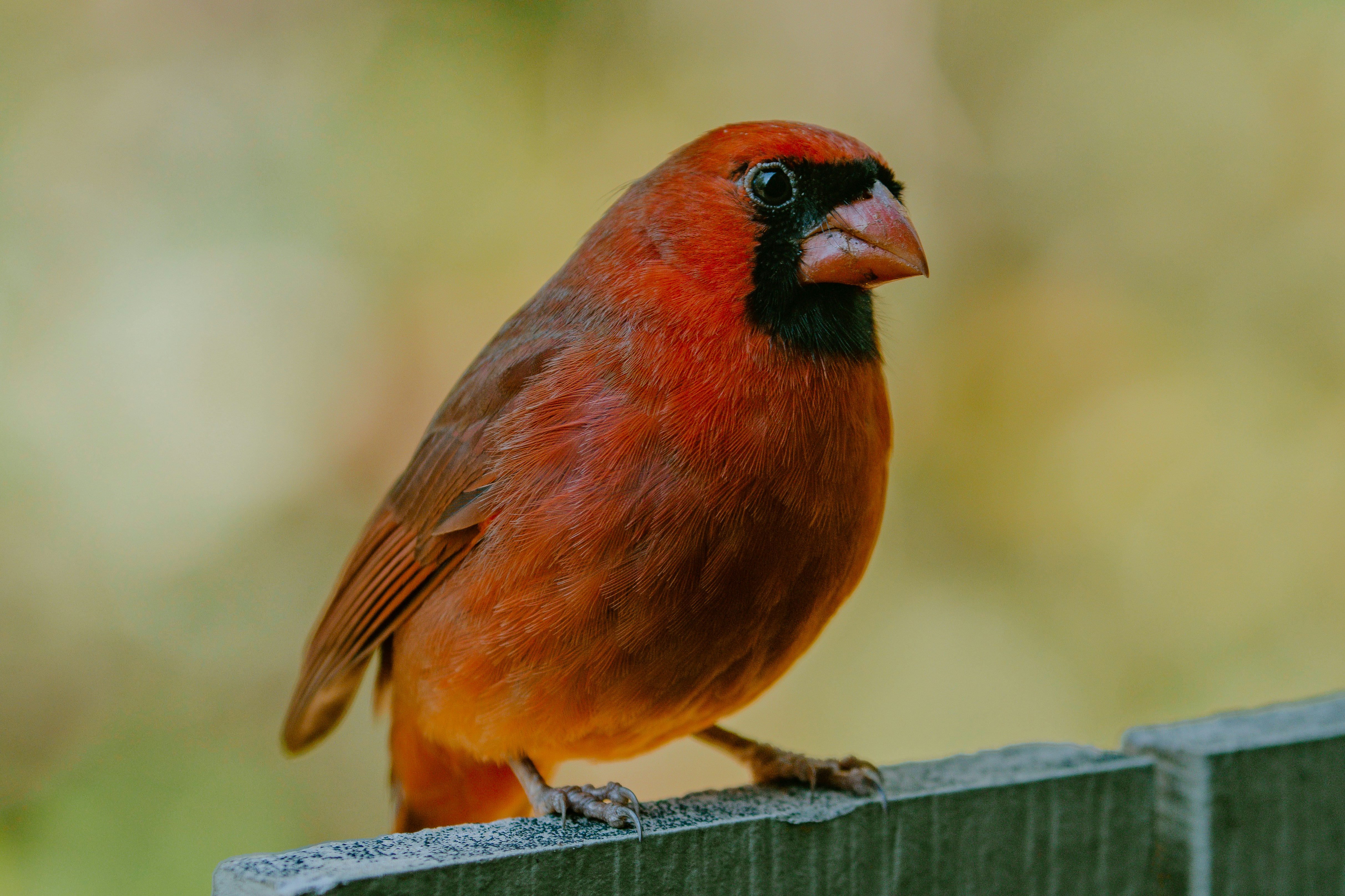 Photo by joseph_royer