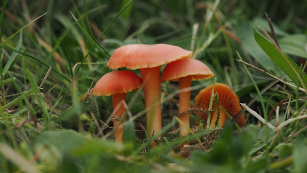 A couple of mushrooms that are in the grass