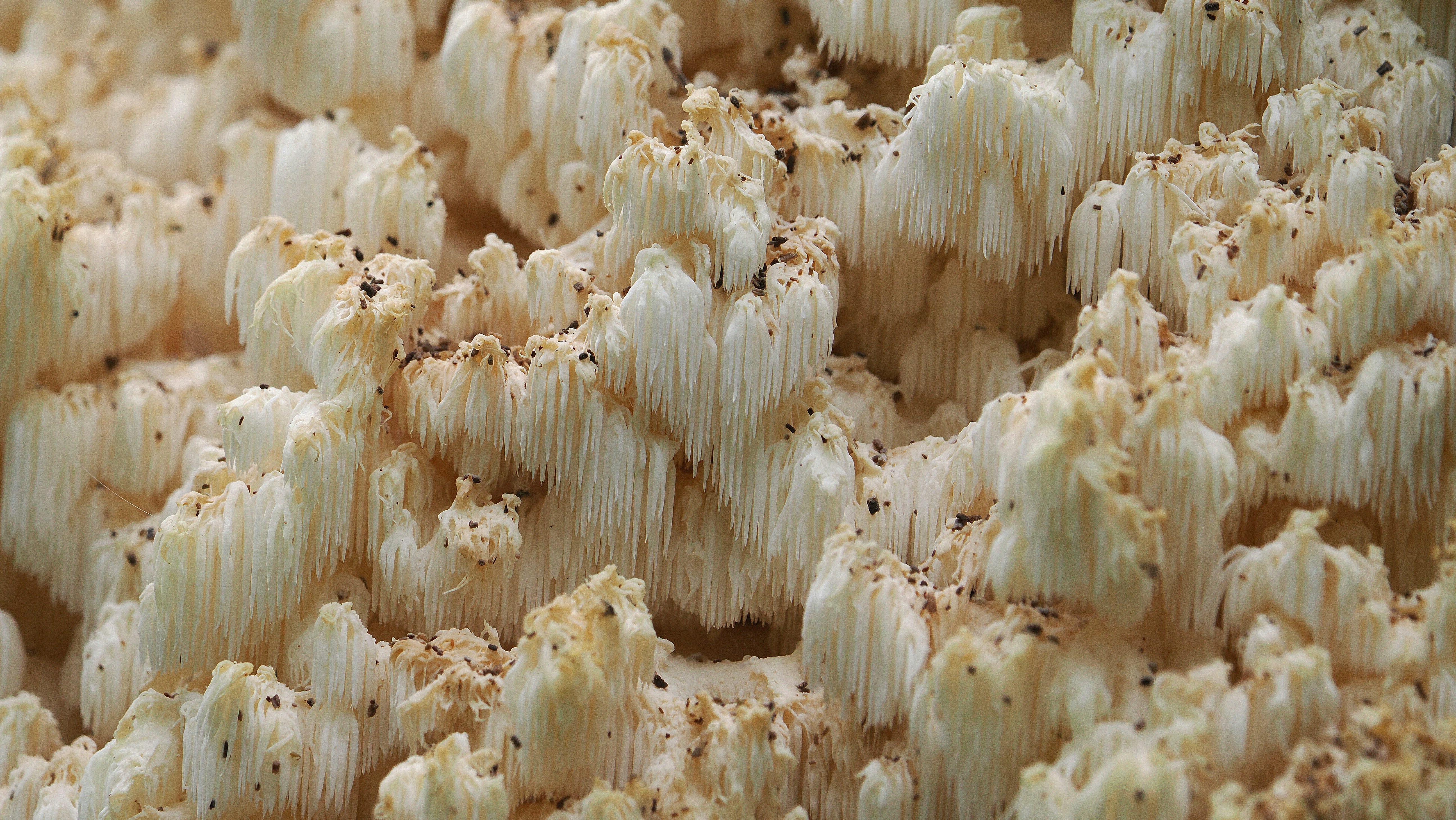 Afbeelding van Hilversum