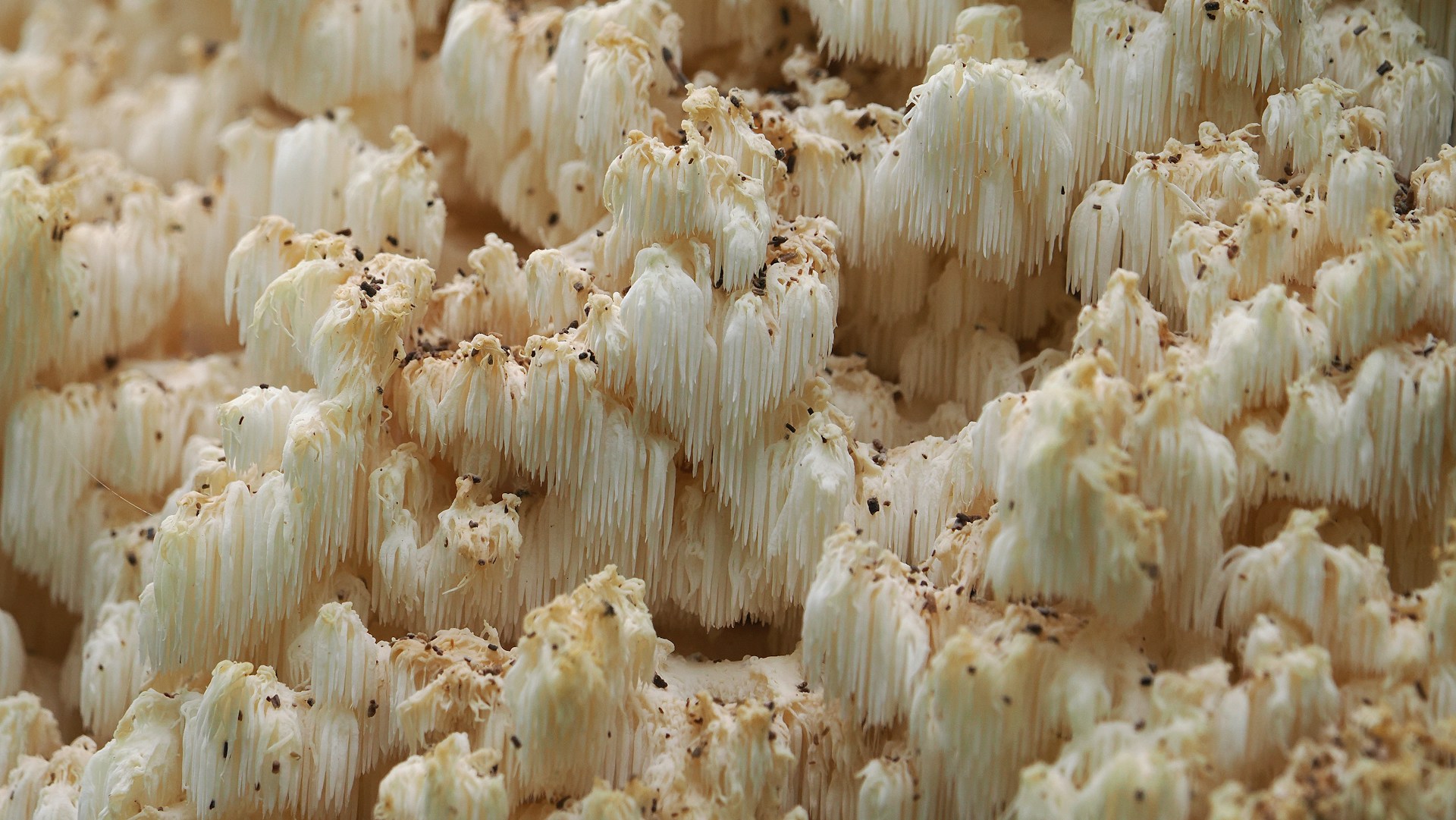 A close up of a casserole dish of food