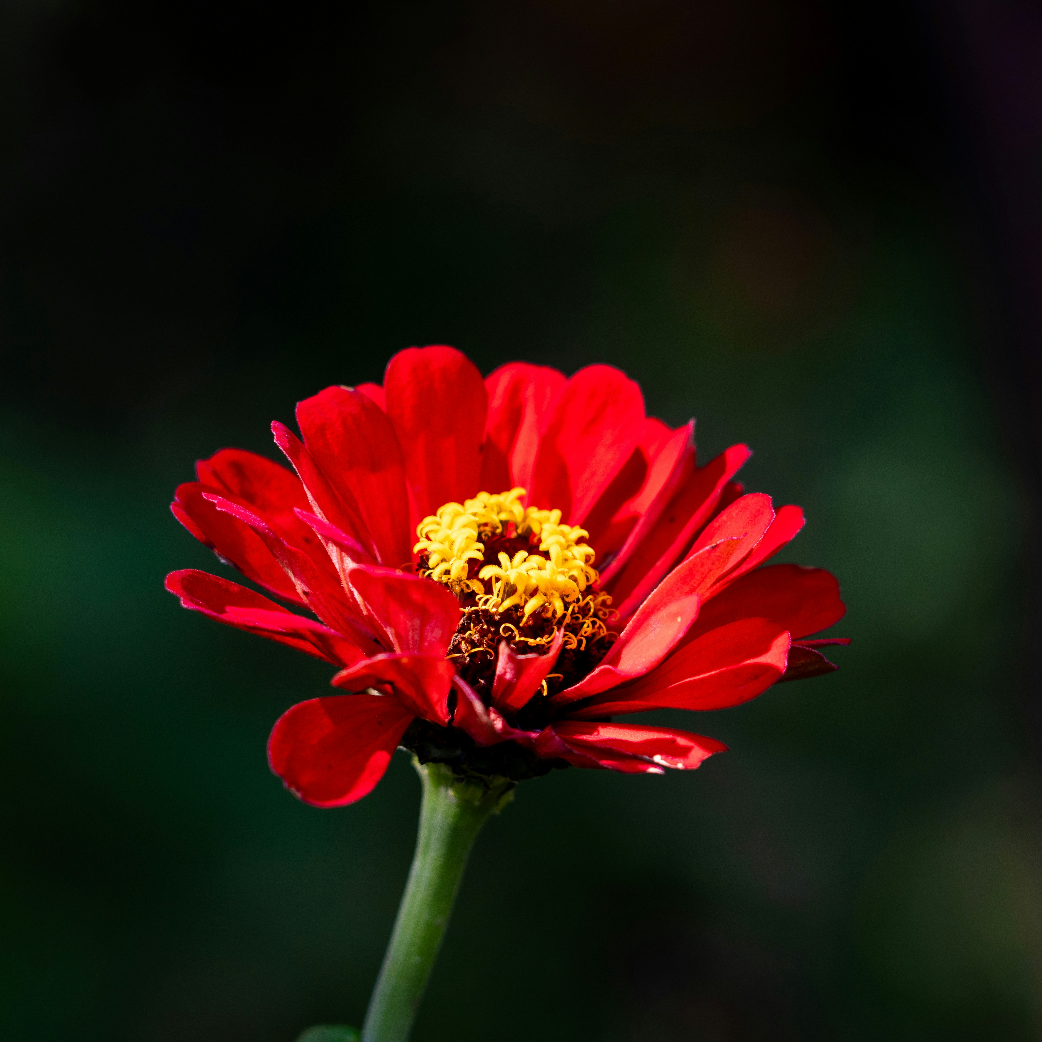 Photo by summerjunwei