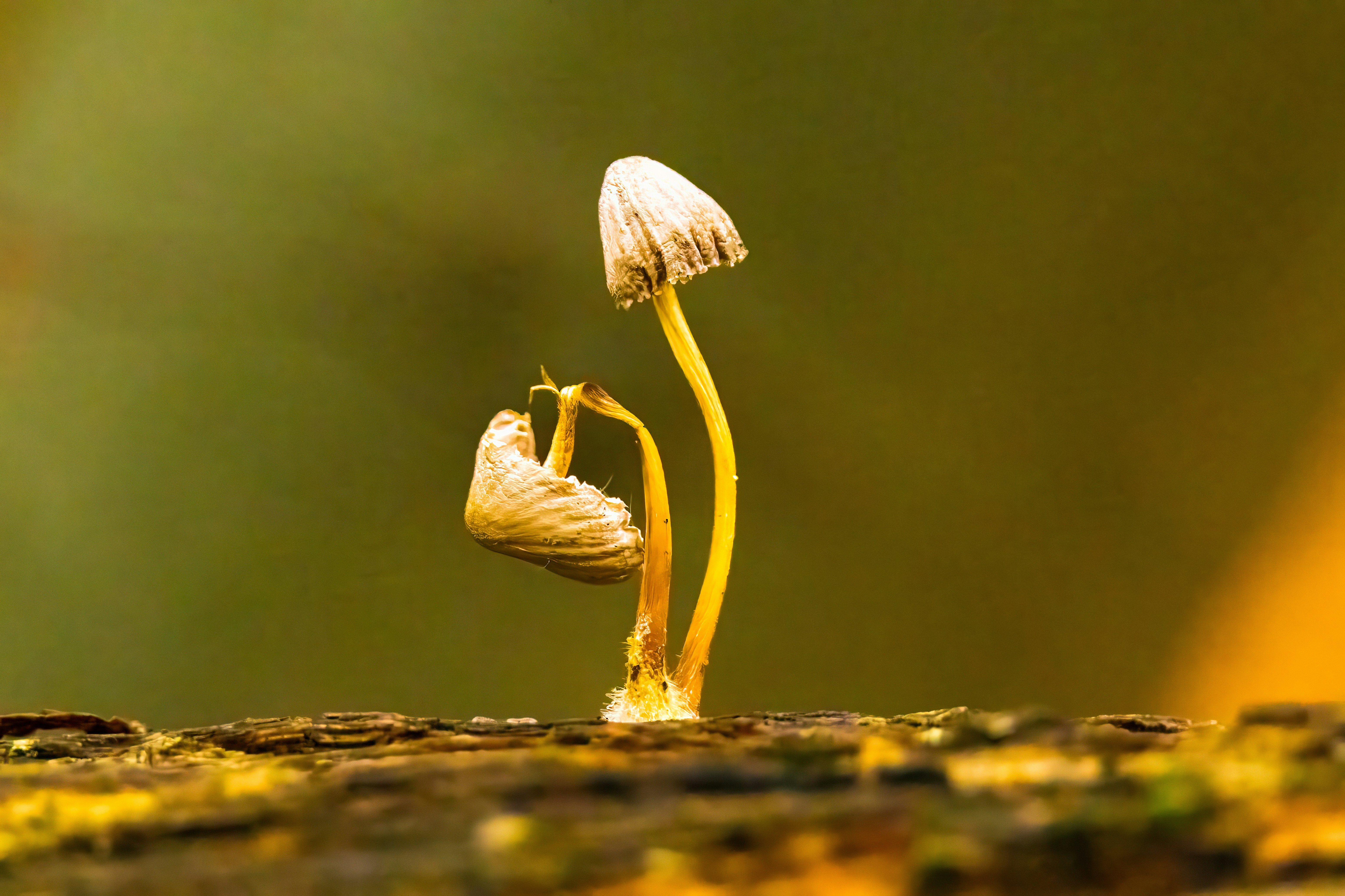 Ophiocordyceps sobolifera