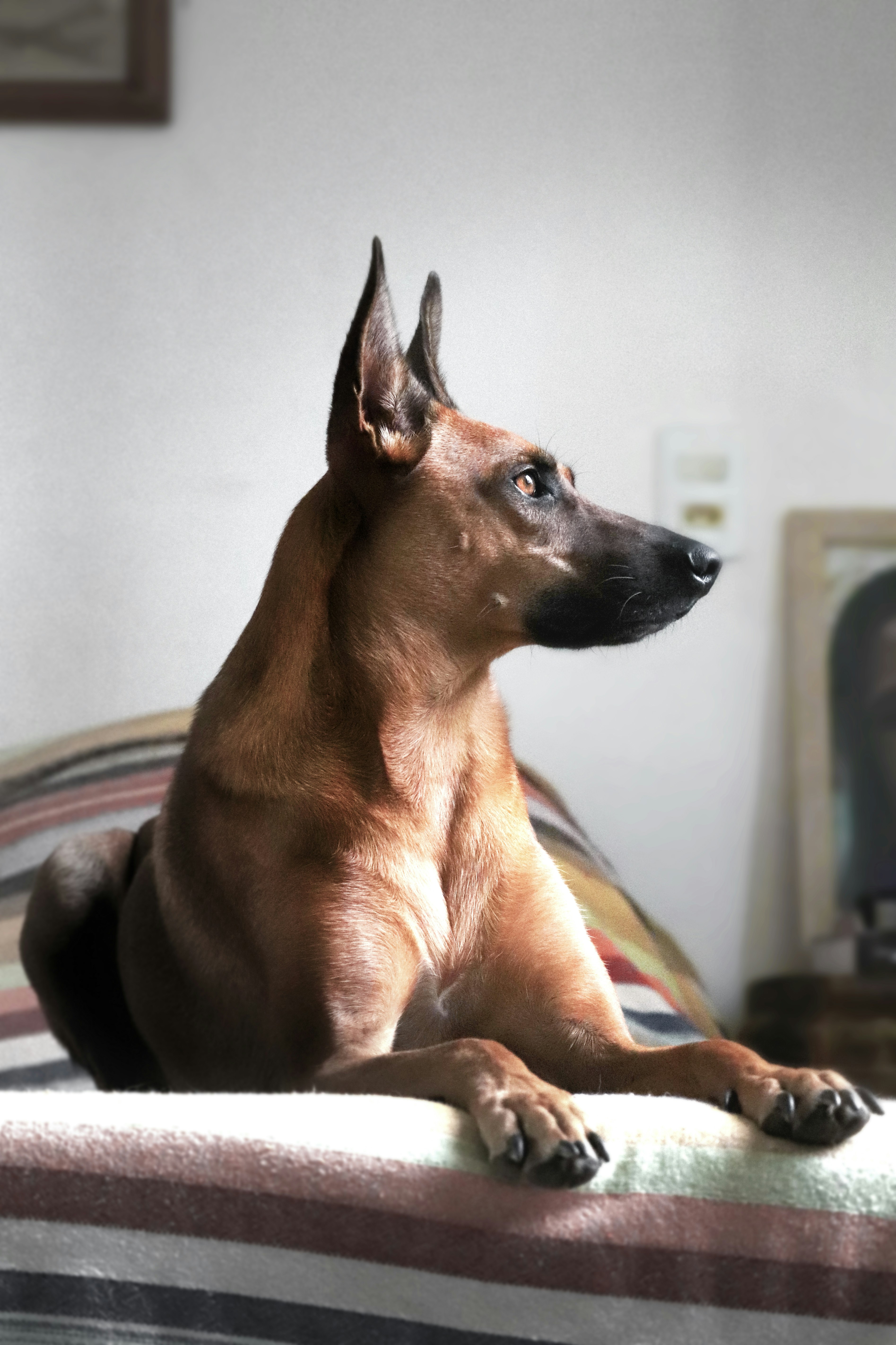 Un perro marrón sentado encima de una cama