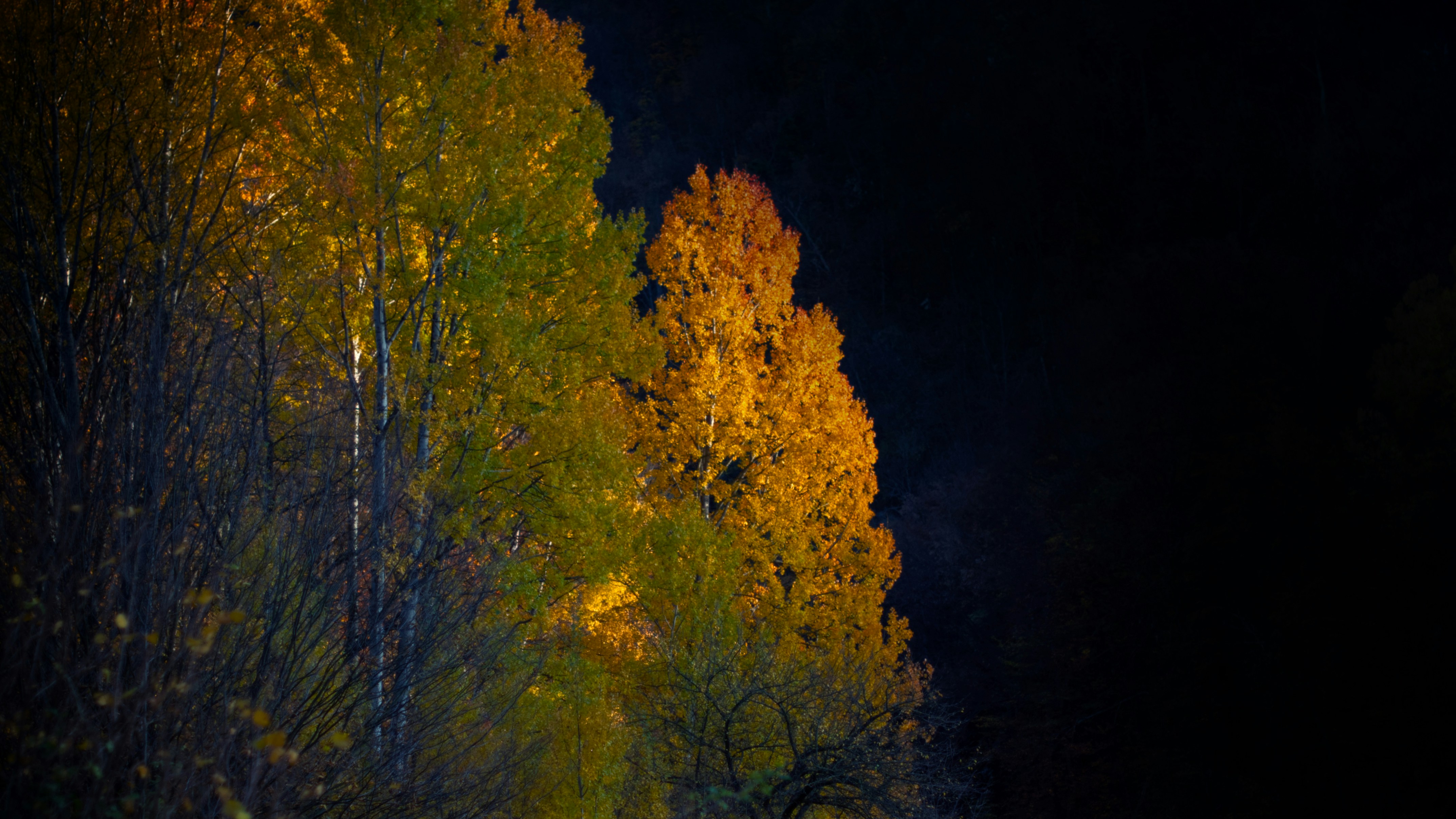 Un coche que circula por una carretera junto a árboles altos