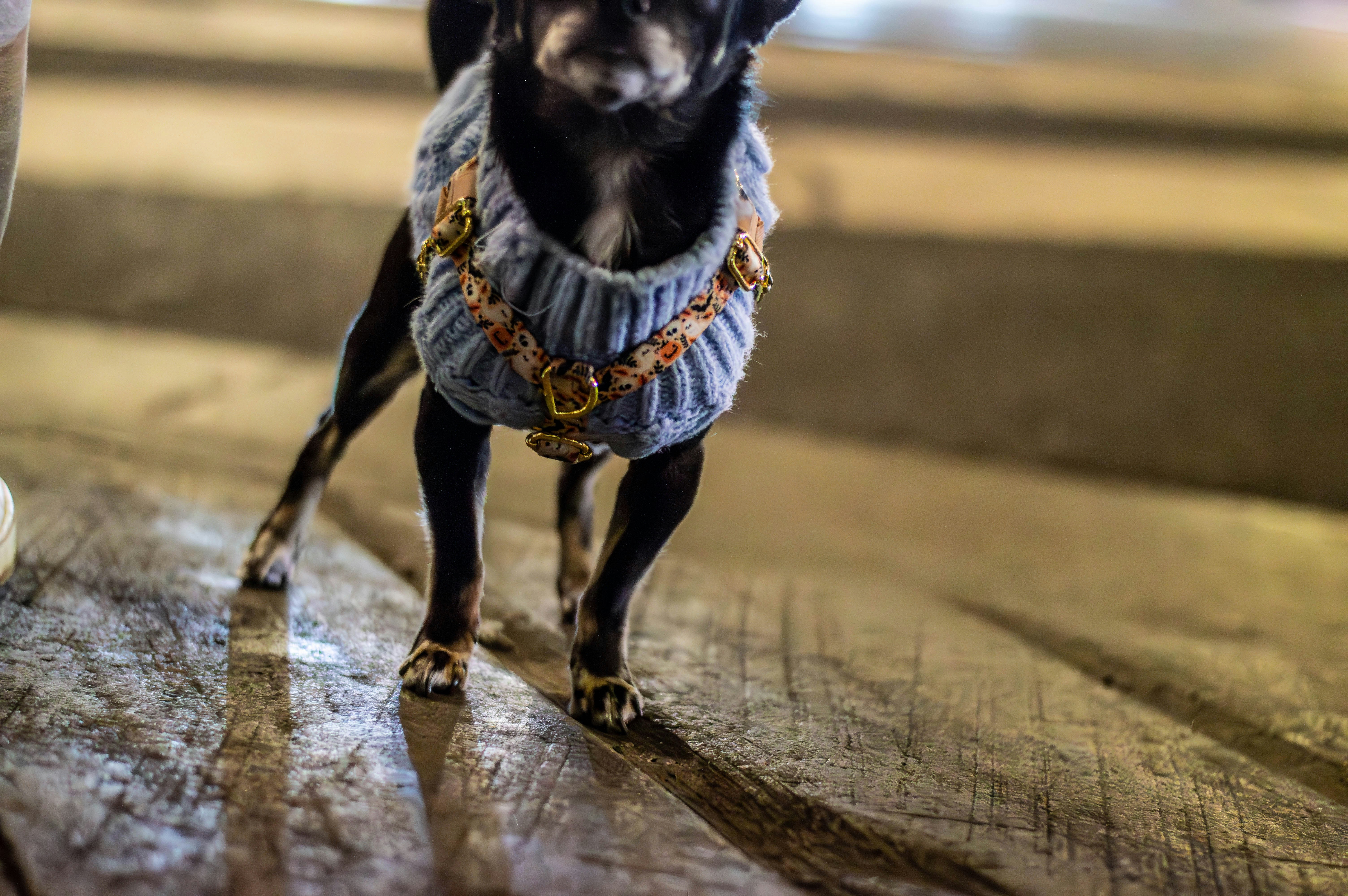 Forrest Leather Collar