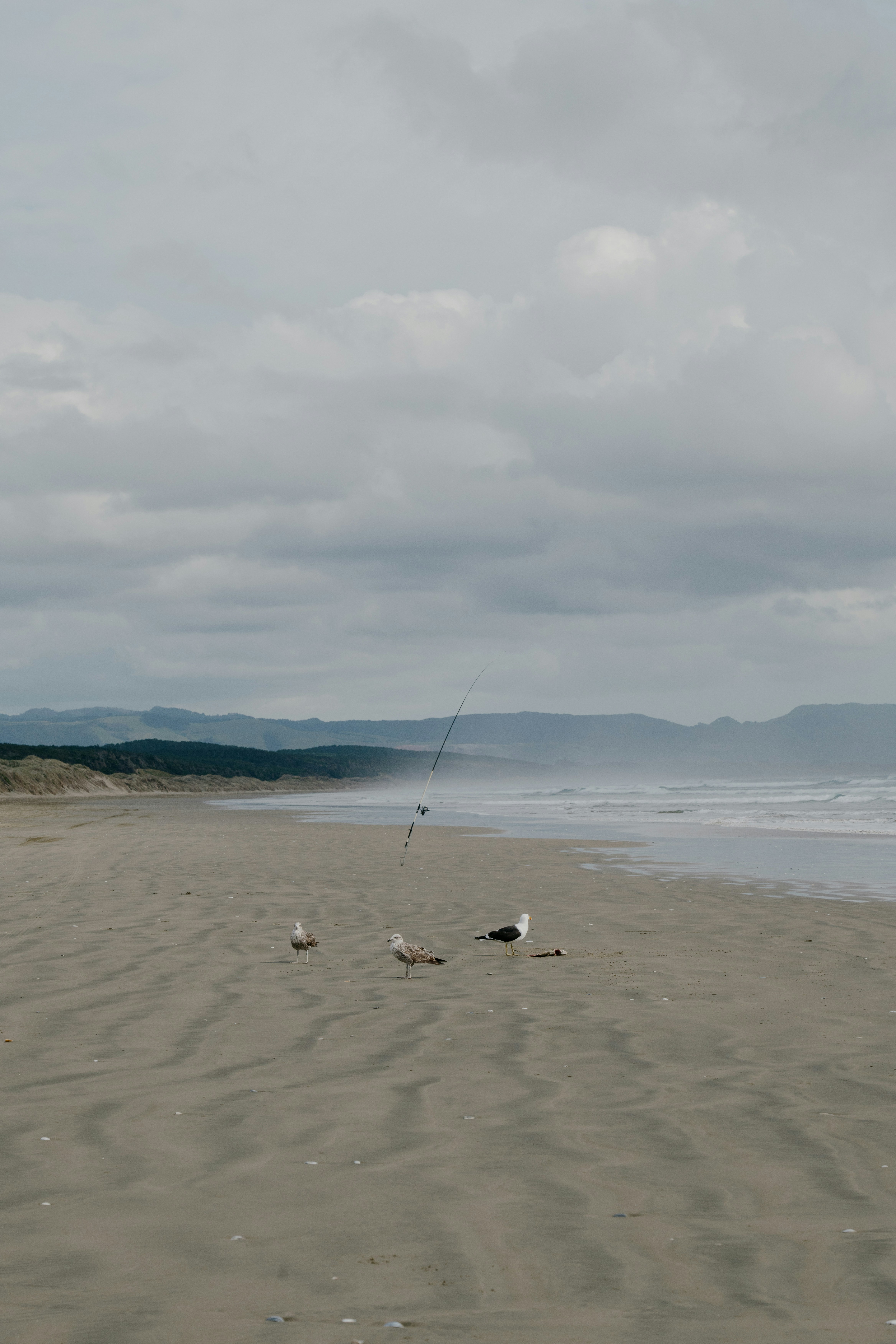 Un groupe d’oiseaux debout au sommet d’une plage de sable