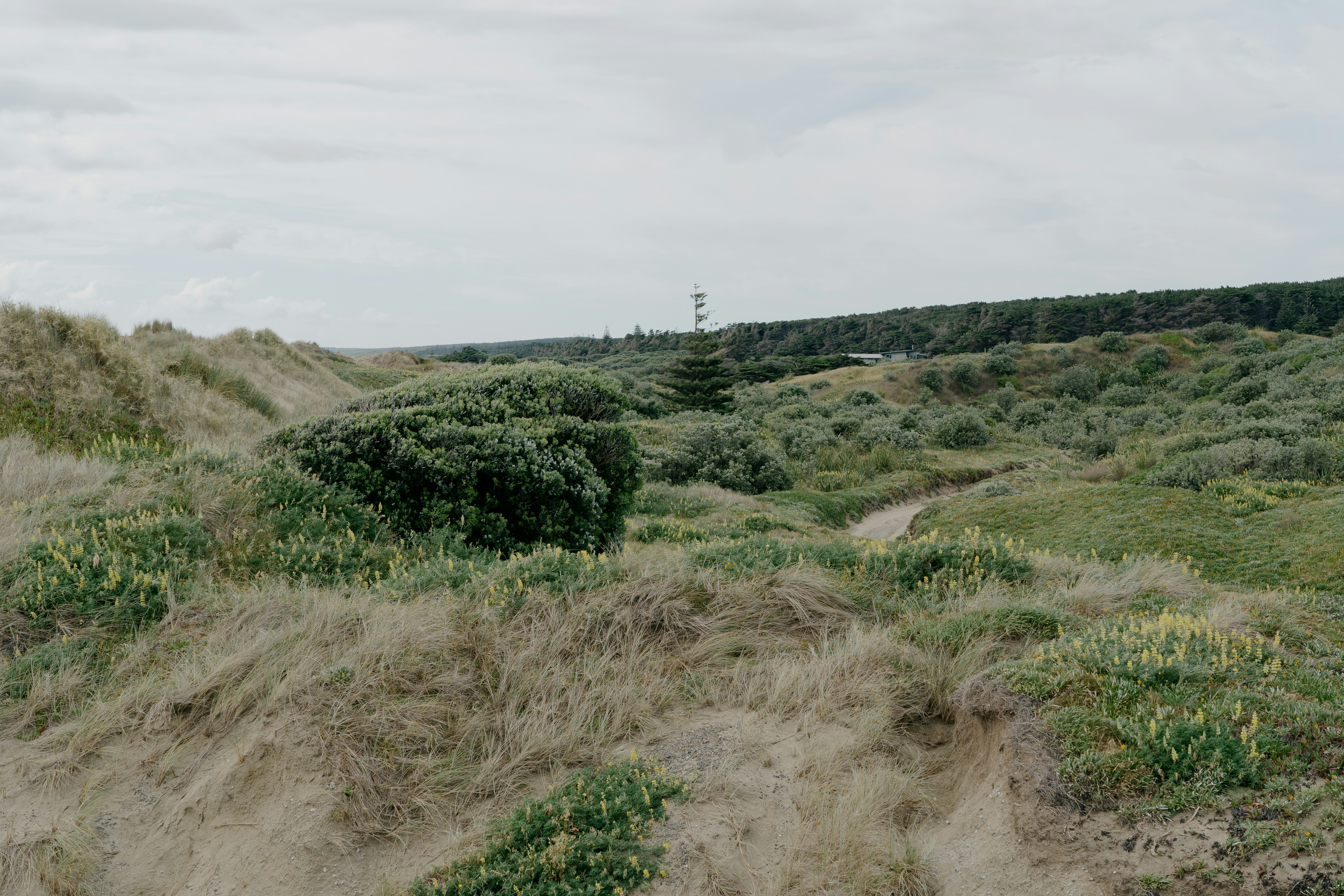 Un chemin de terre au milieu d’un champ herbeux
