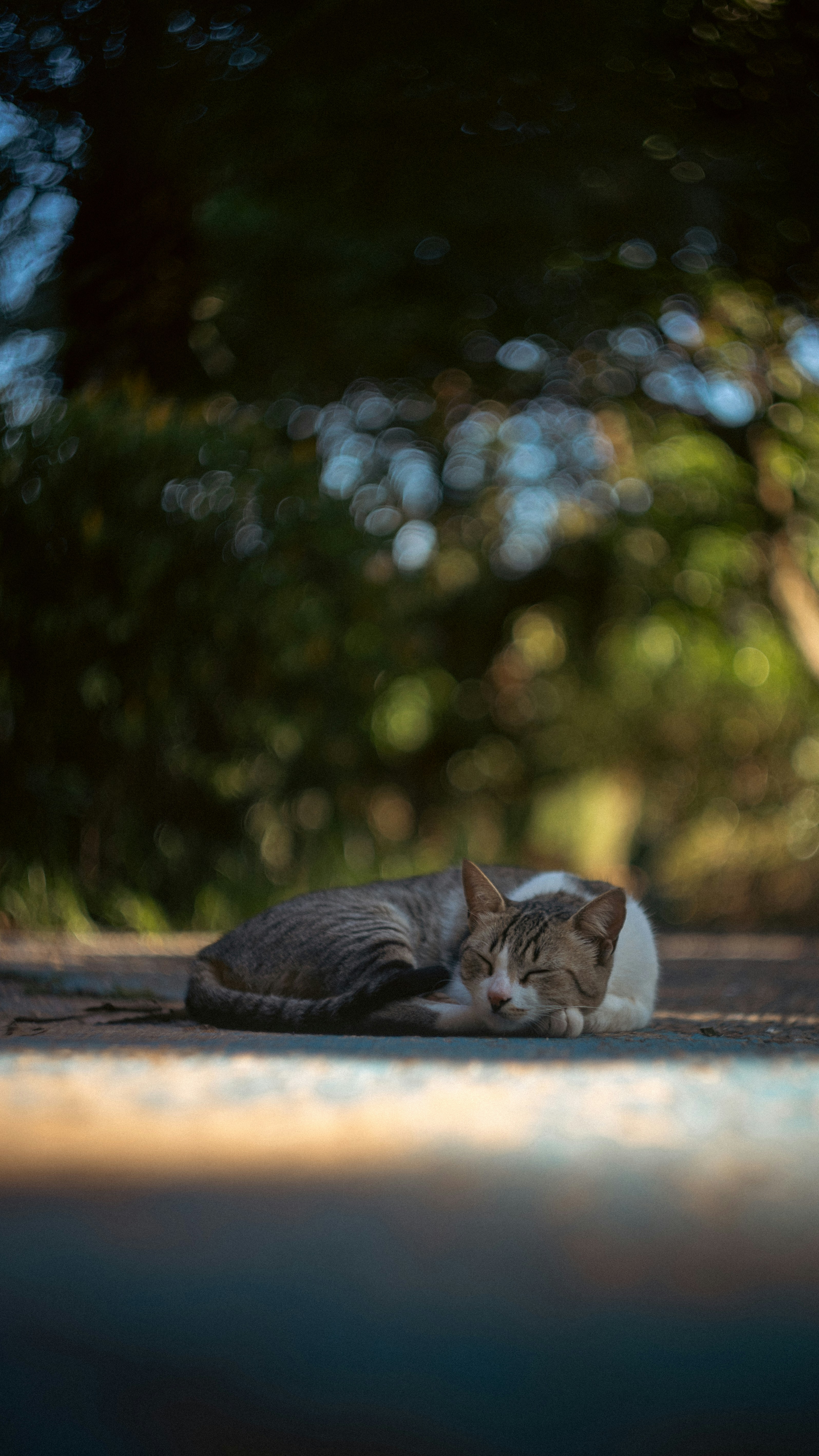 Resting Nearby During Movie Night (image credits: unsplash)