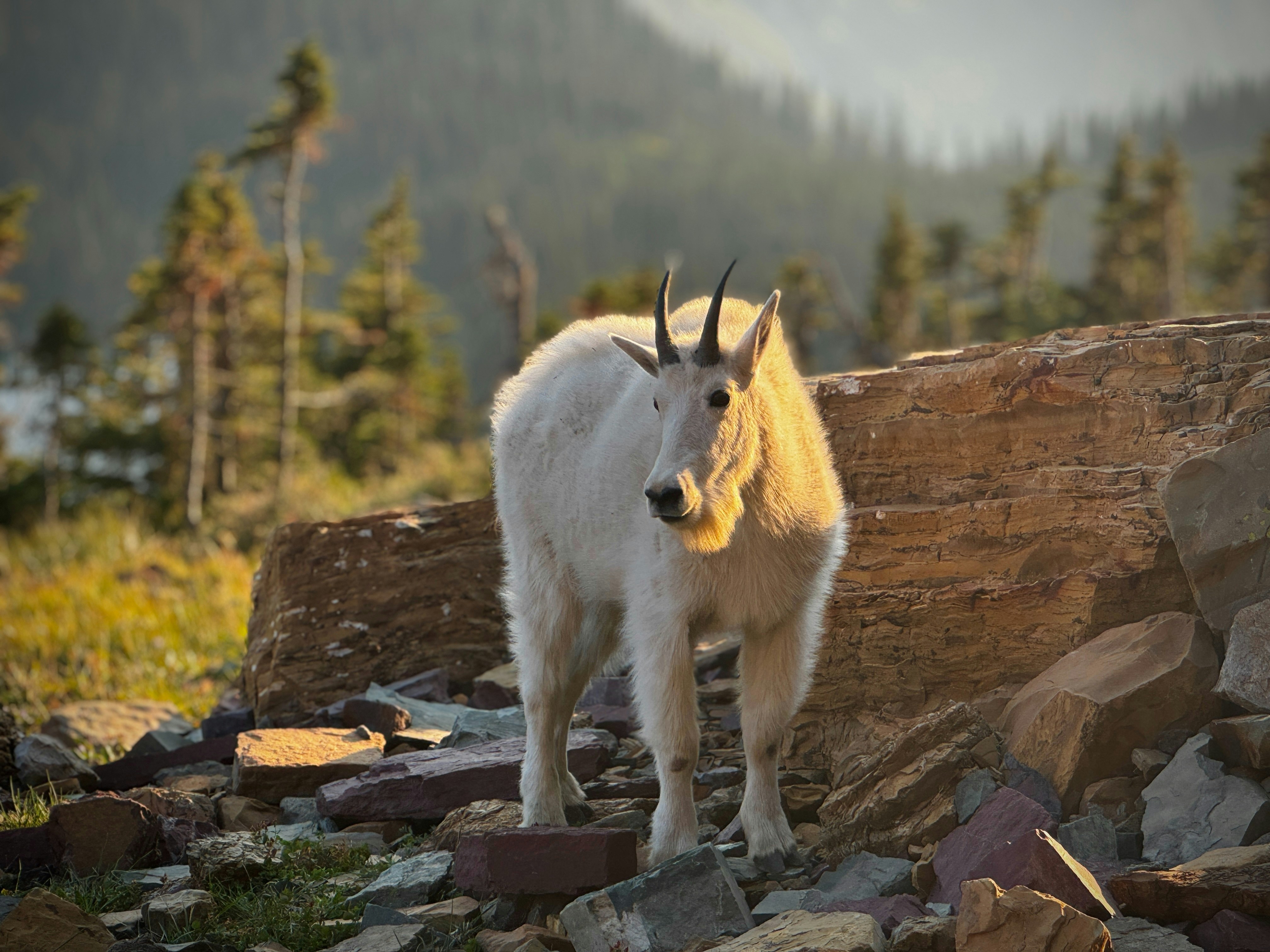 A mountain goat standing on top of a rocky hillside
