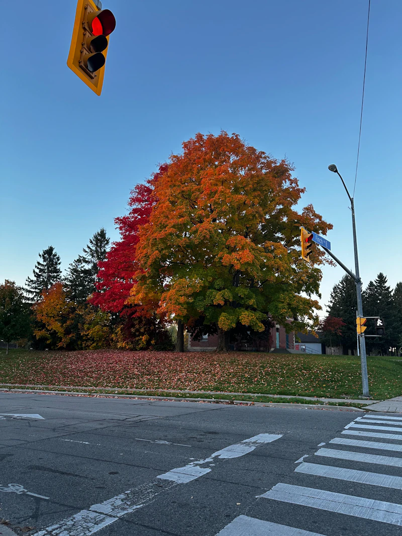 A maple tree in red and orange autumn colours beside a crosswalk and traffic light
