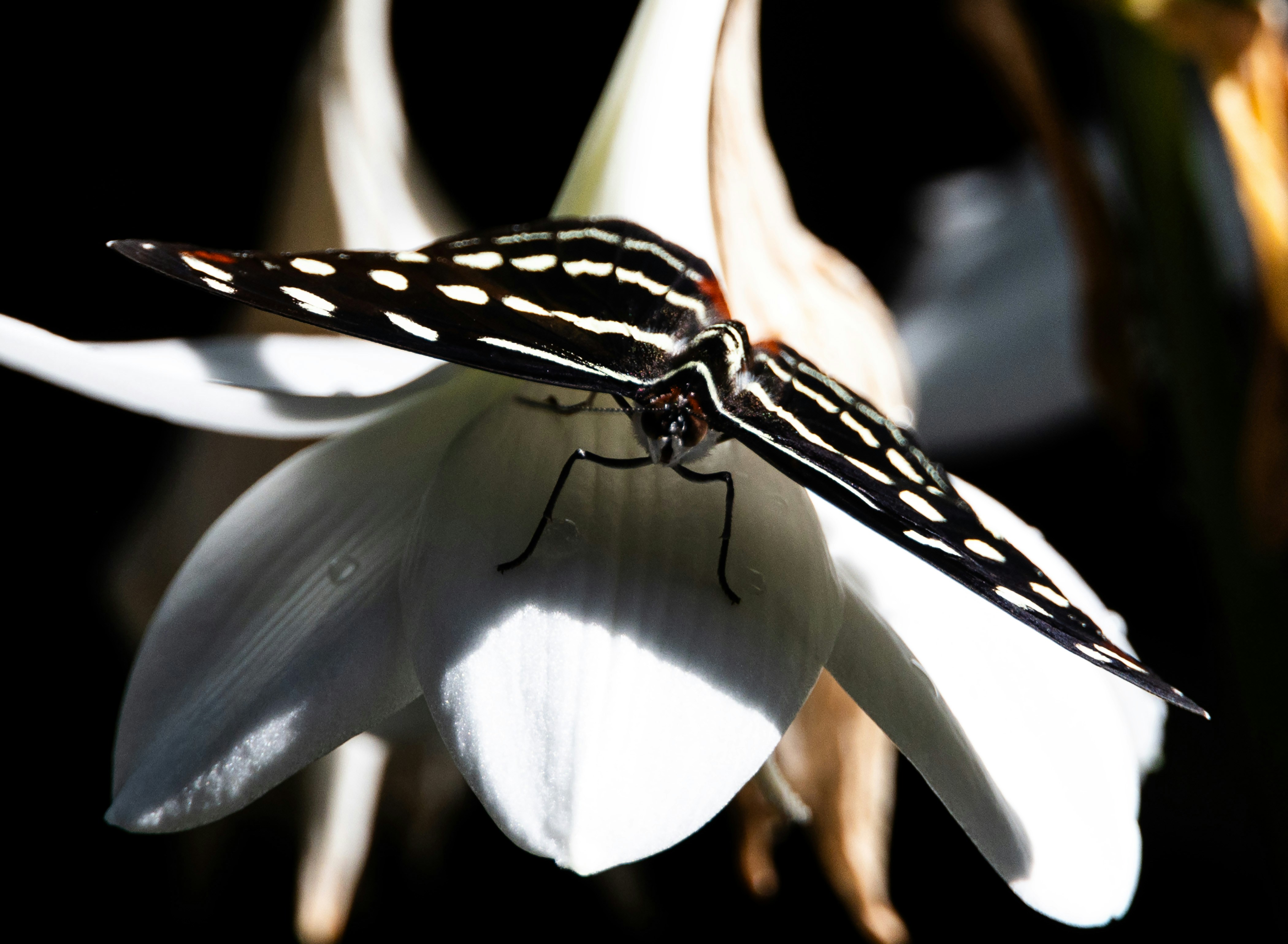 black, white, red butterfly on a white flower