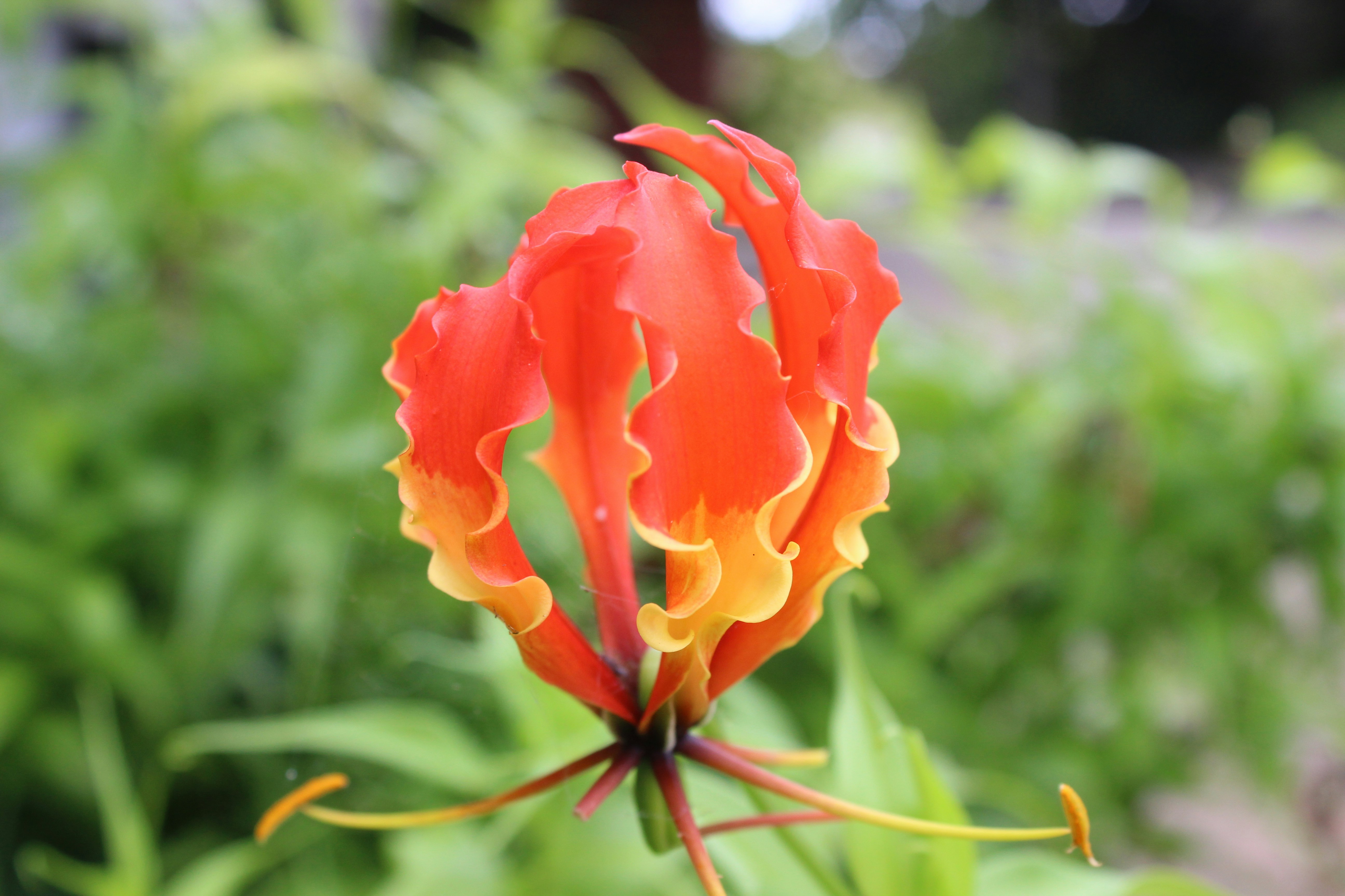 Norfolk Island, Australia - None