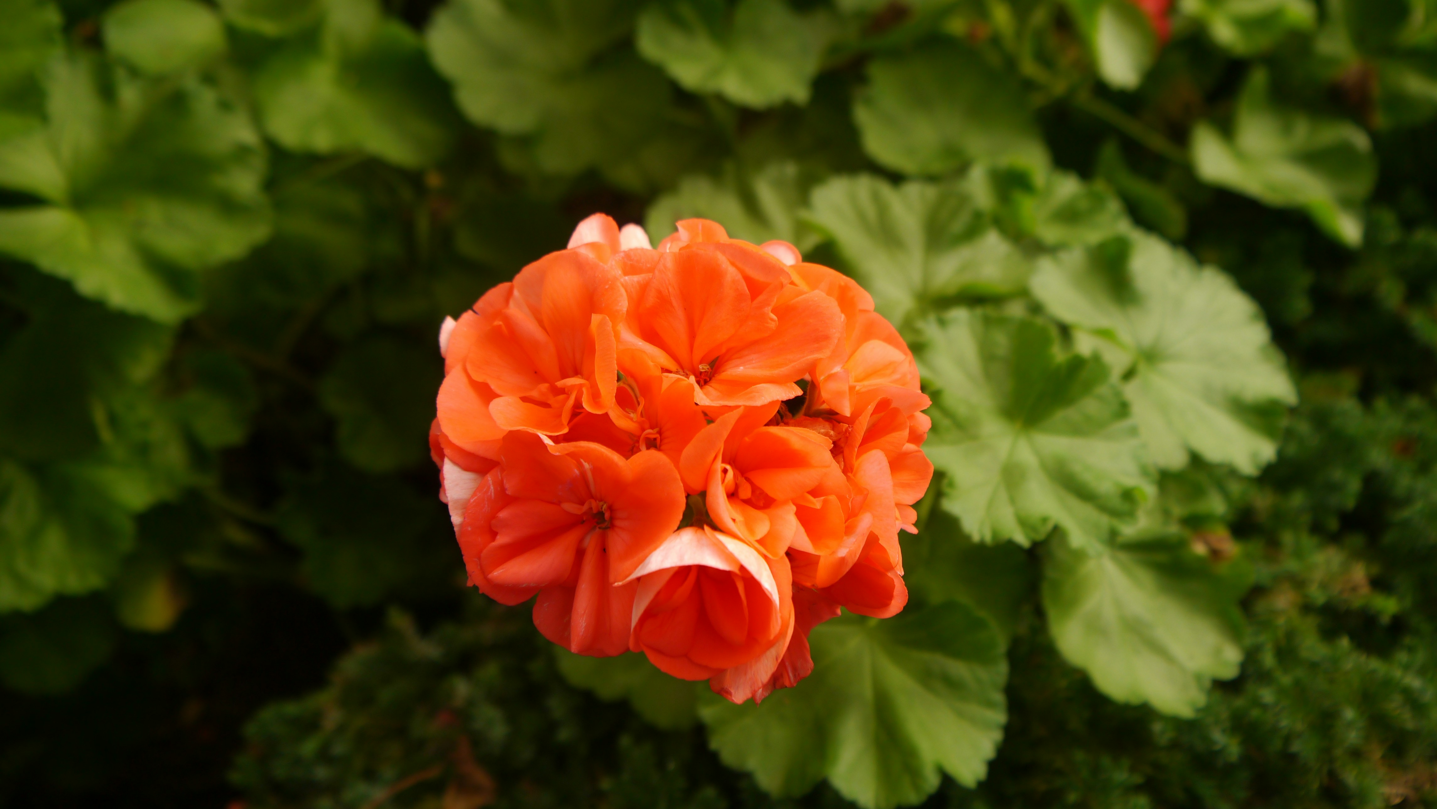 演藝圈黑幕震驚！這幾個明星竟然是假面夫妻？！