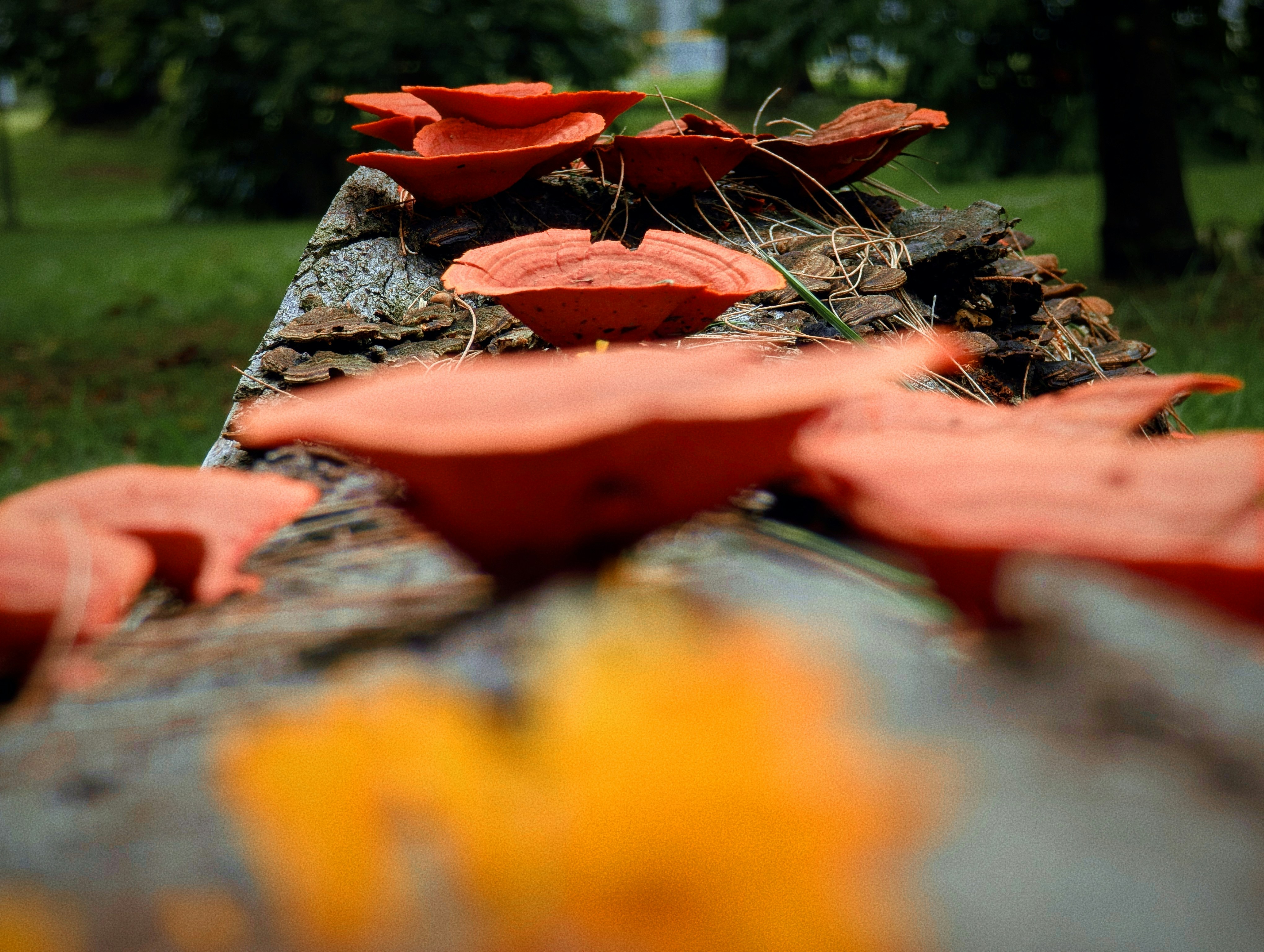 A bunch of red flowers sitting on top of a log