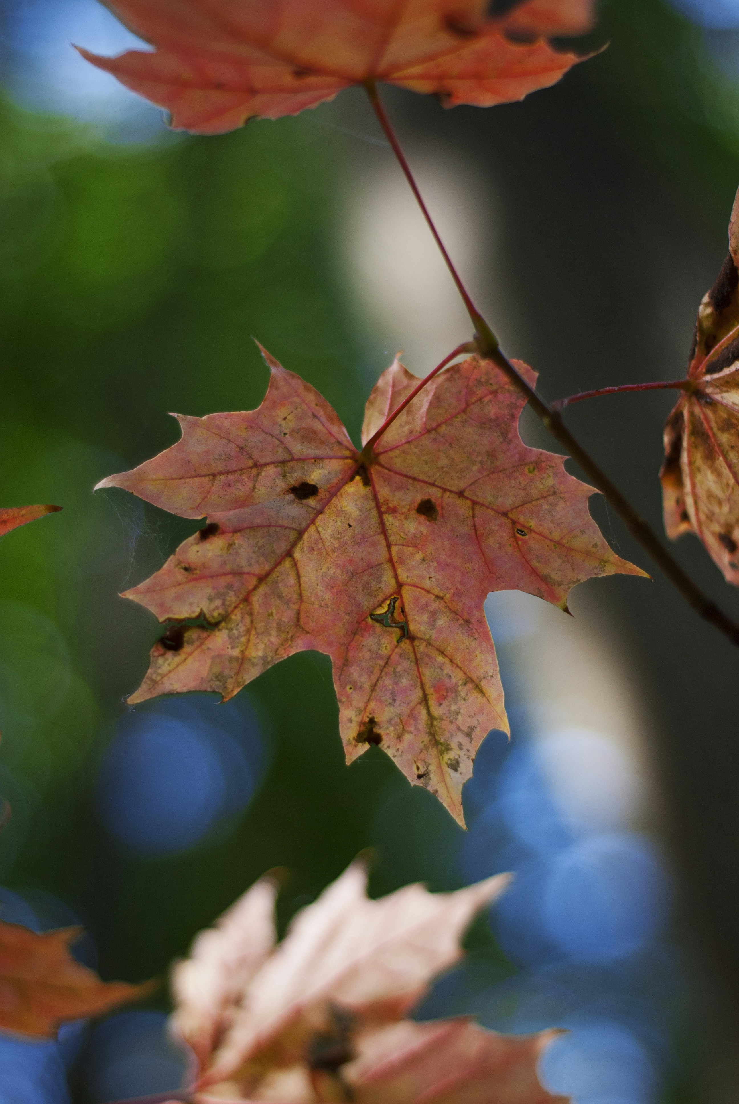 Photo by kovalskihelga