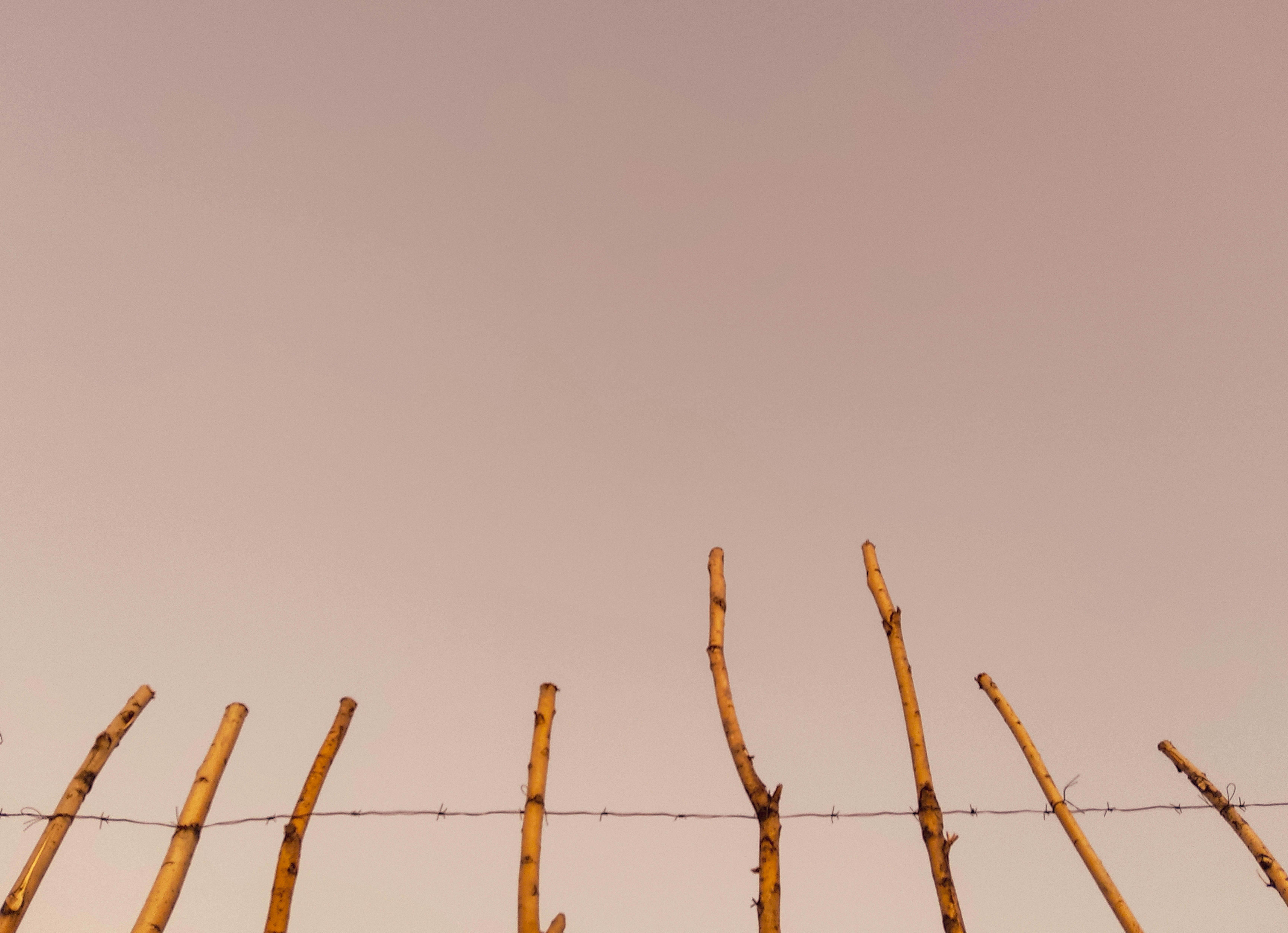 A bird is perched on a barbed wire fence