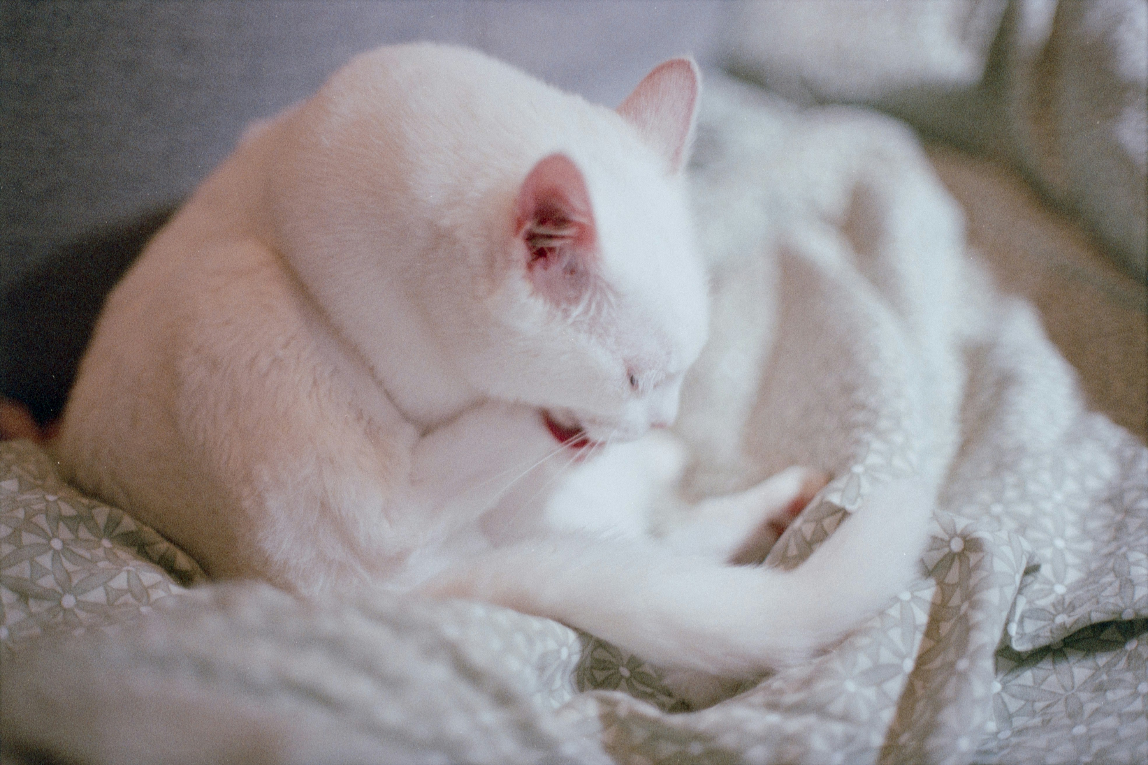A white cat sleeping on a blanket on a couch
